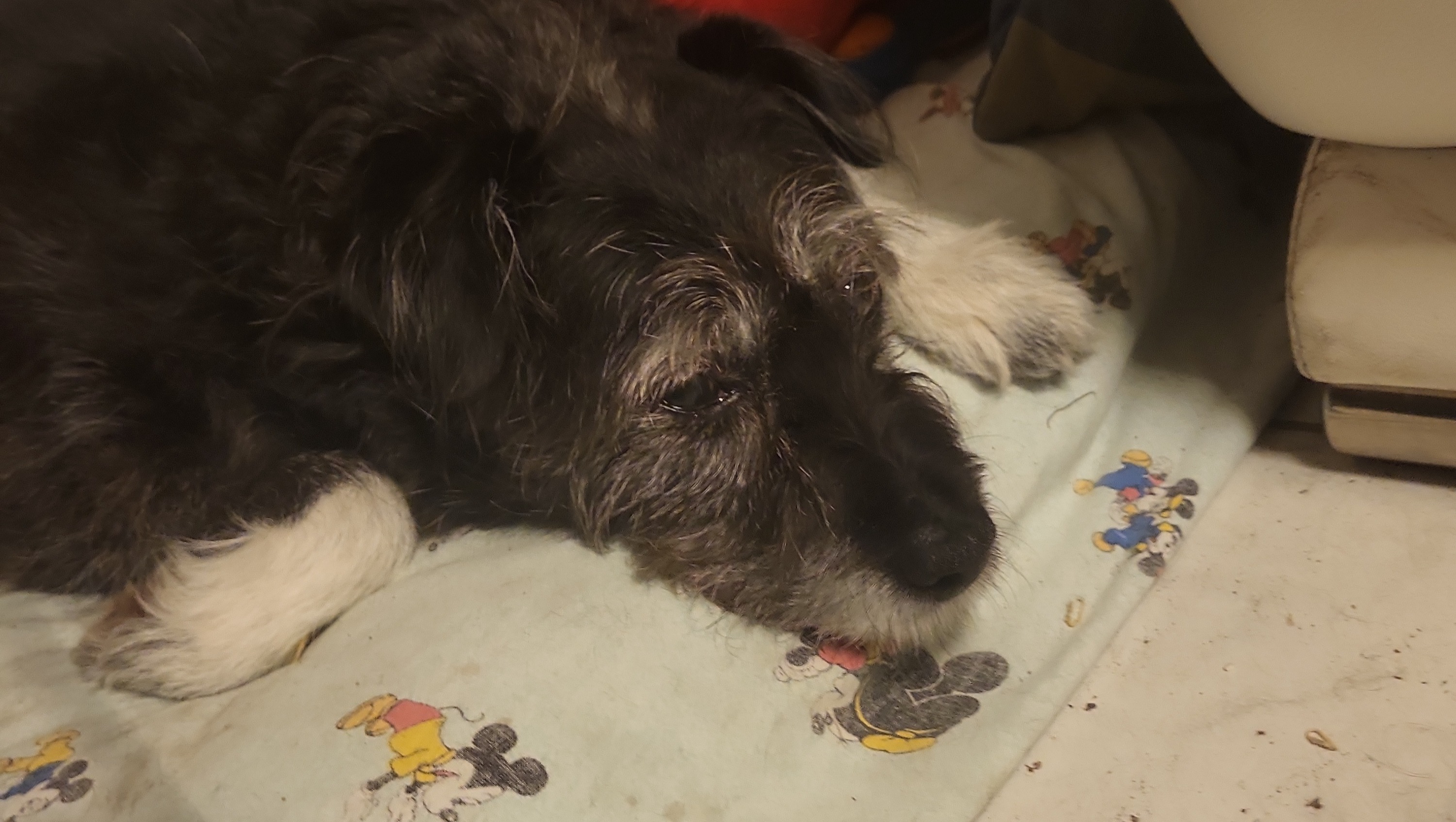 “I’m begging for help for this dog and my family. photo