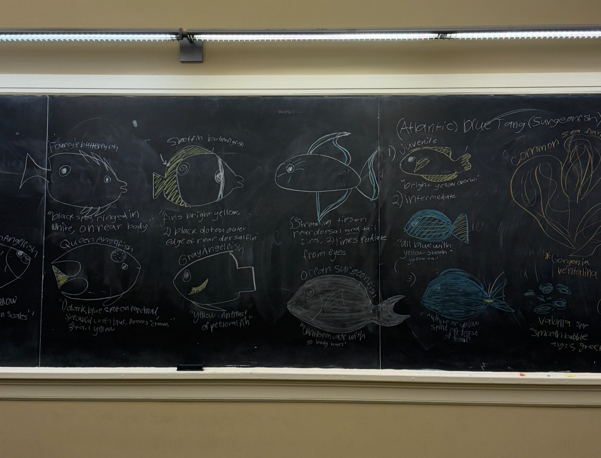 Help Fund Mika's Tropical Marine Ecology Study in Belize! campaign photo, 2 of 6