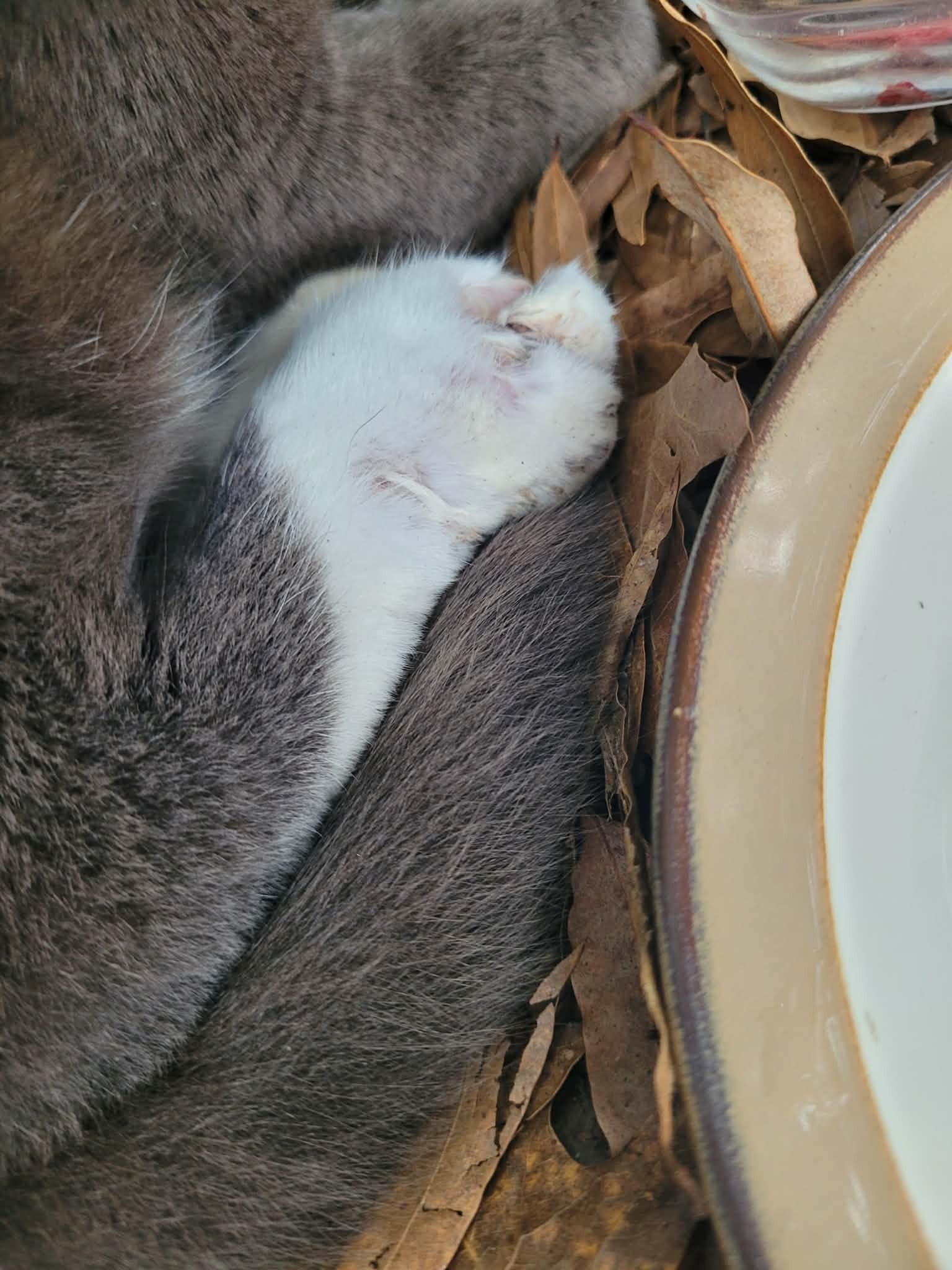 Help Cameron Care for Beloved Feline Friend Tom! campaign photo, 5 of 8