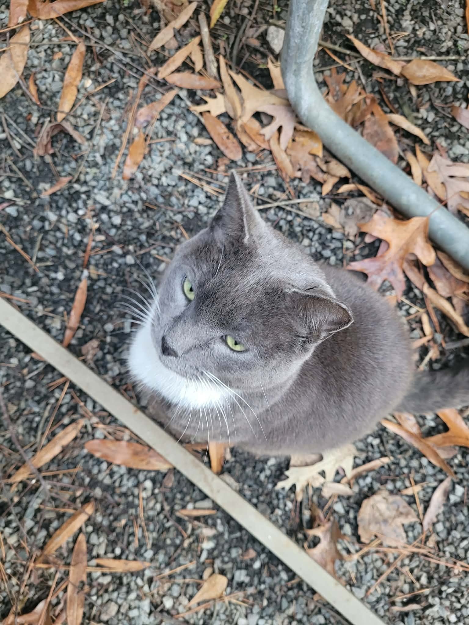 Help Cameron Care for Beloved Feline Friend Tom! campaign photo, 6 of 8