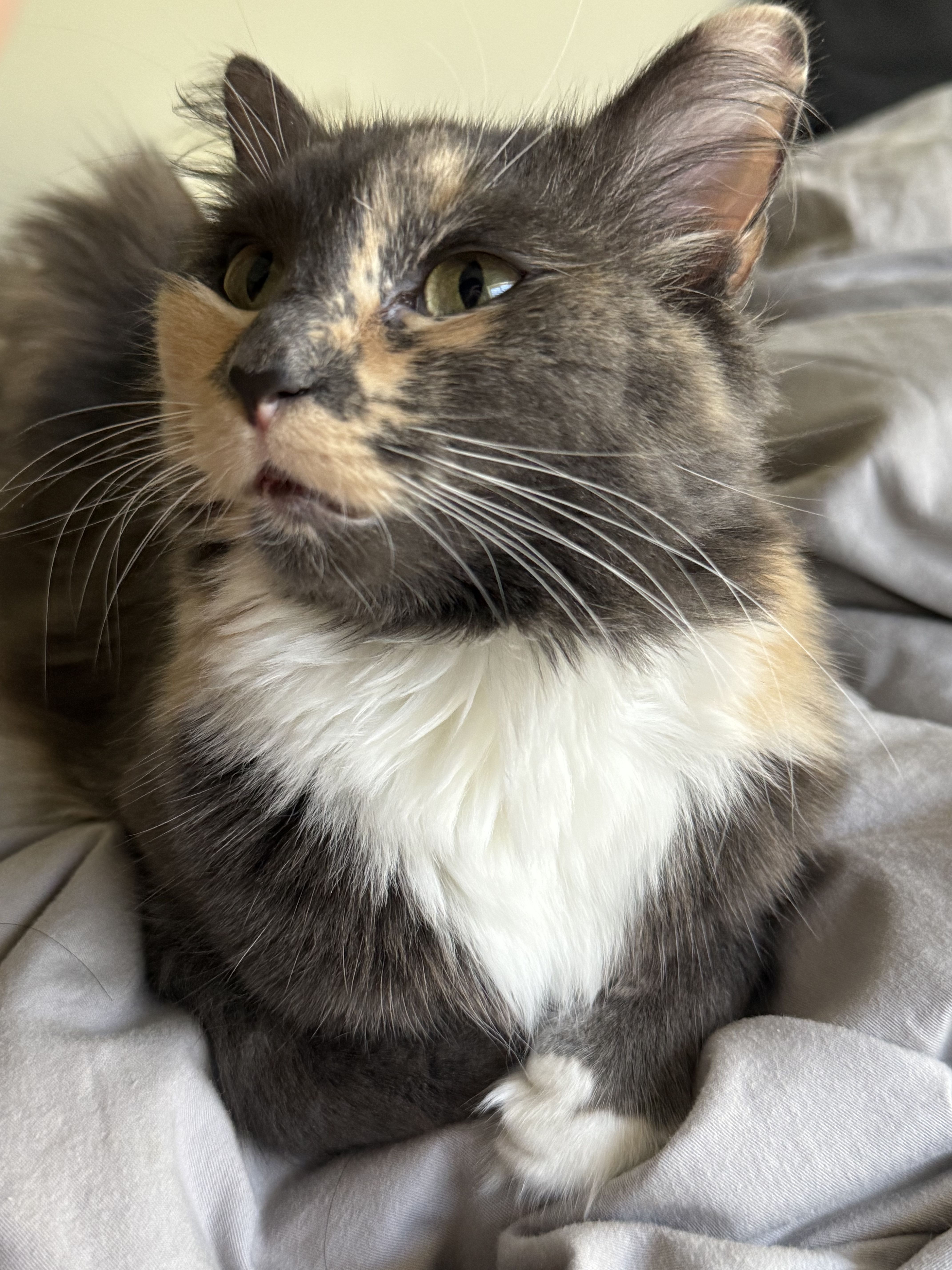Help Sesame Get Lifesaving Heart Surgery campaign photo, 7 of 8