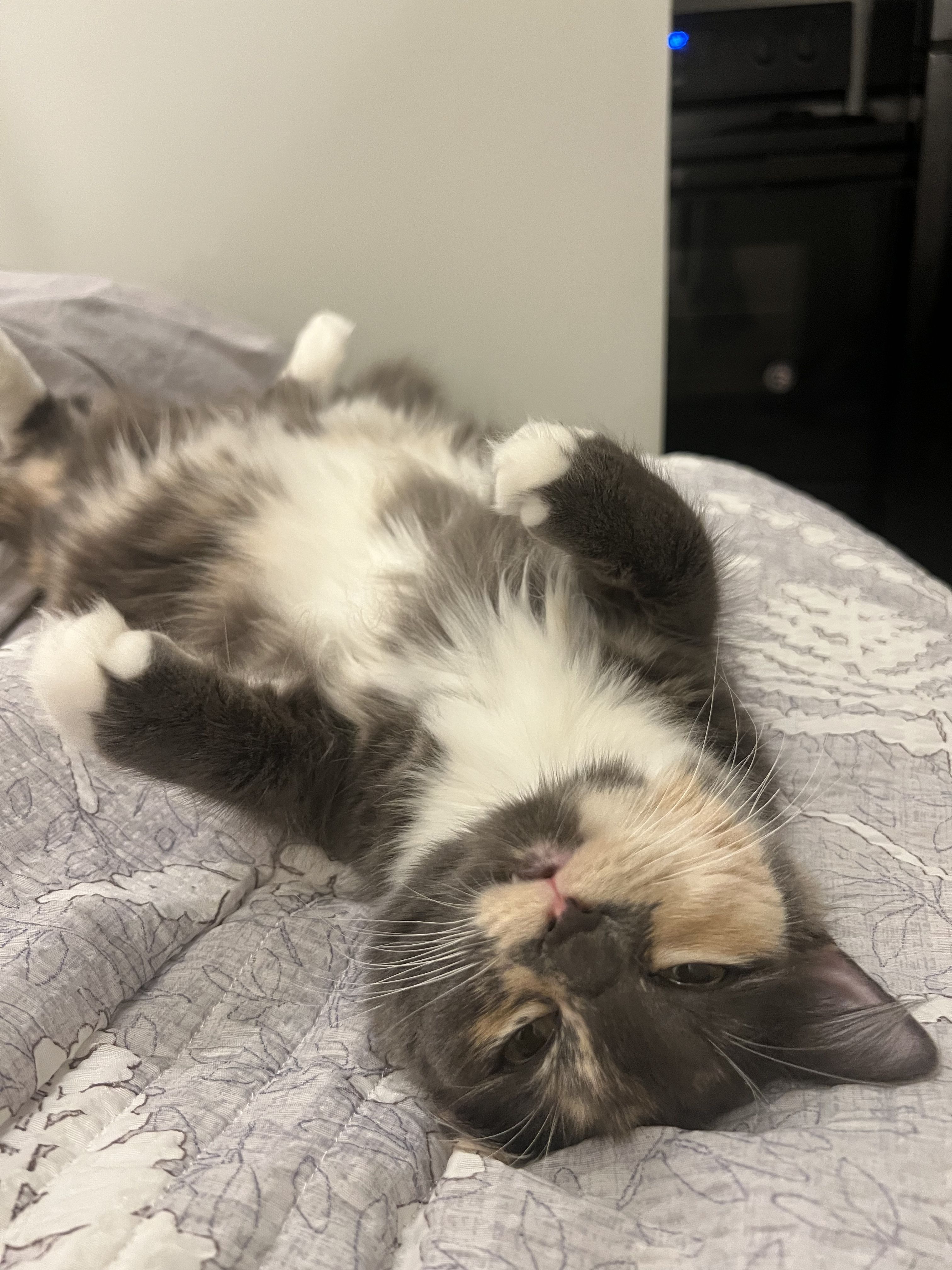Help Sesame Get Lifesaving Heart Surgery campaign photo, 2 of 8