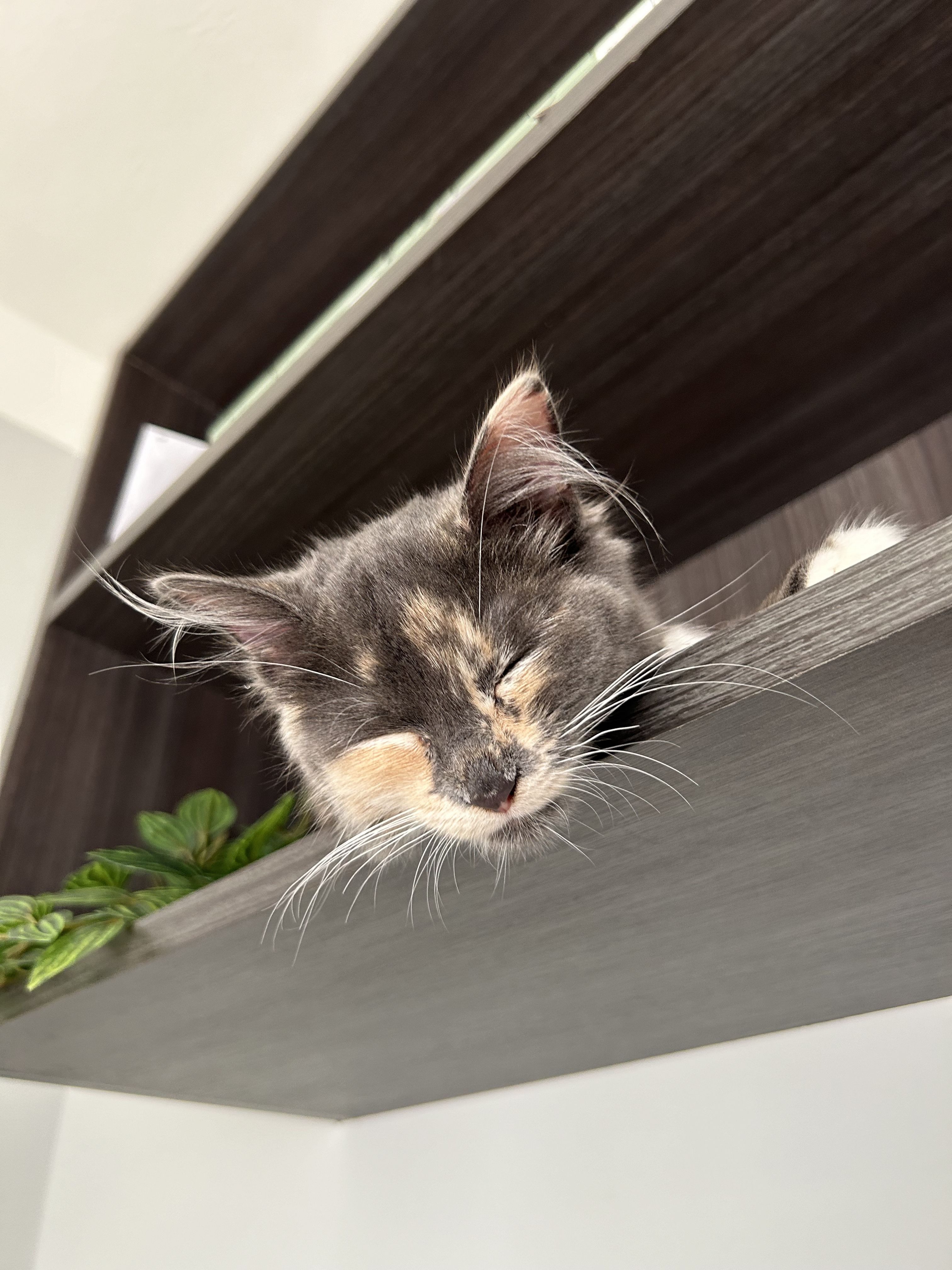 Help Sesame Get Lifesaving Heart Surgery campaign photo, 5 of 8