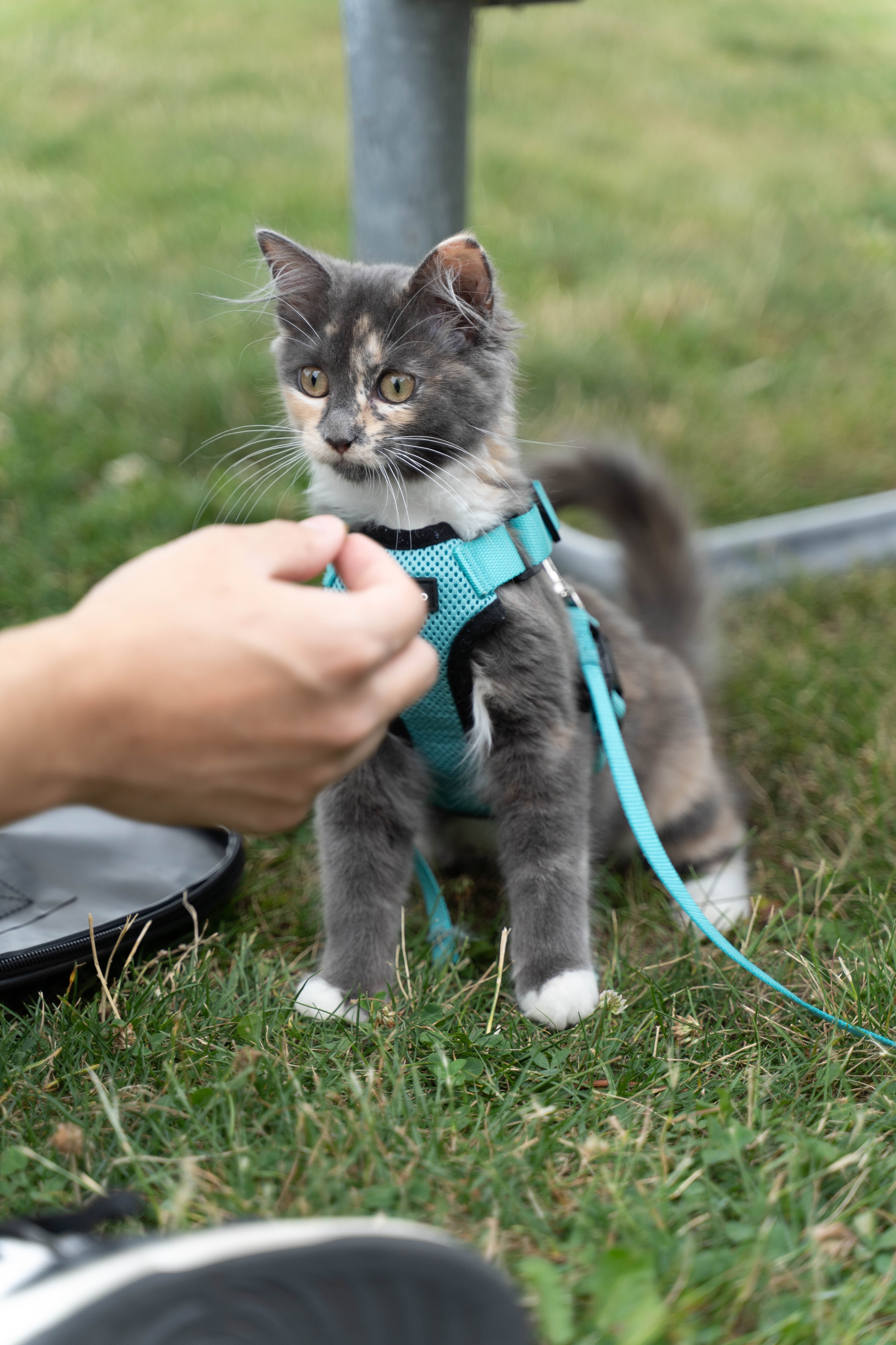 Help Sesame Get Lifesaving Heart Surgery campaign photo, 6 of 8