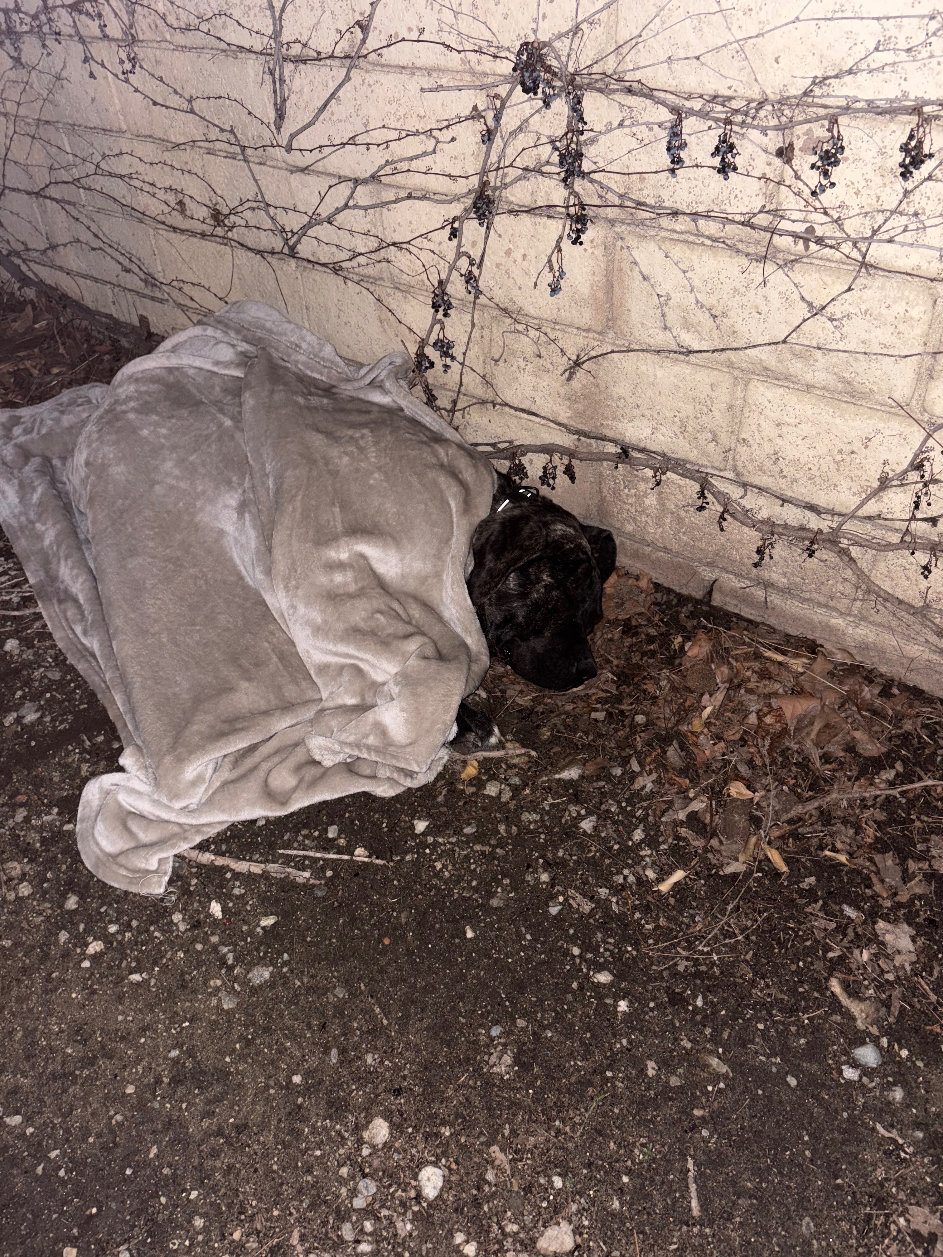 Help a Brindle Cane Corso Get Urgent Vet Care campaign photo, 2 of 4