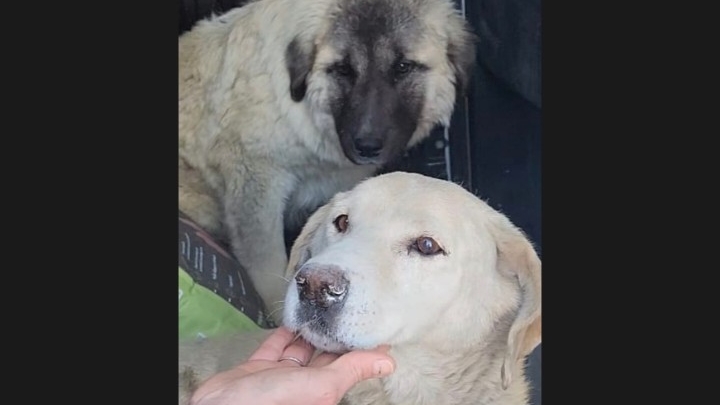 Dog Rescue & Animal Welfare in Kosovo
