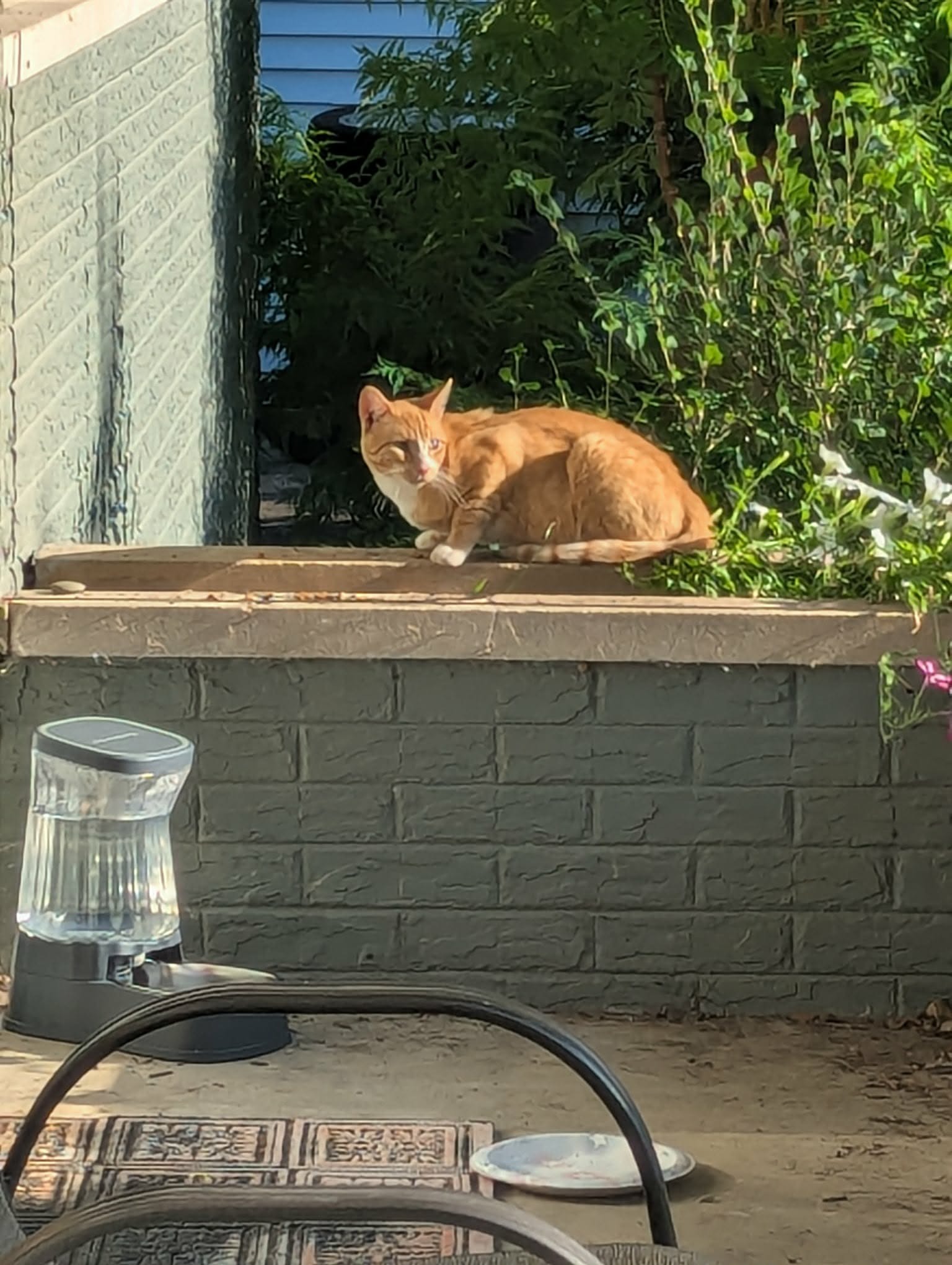 Join Us in Caring for Washington's Community Cats campaign photo, 6 of 7