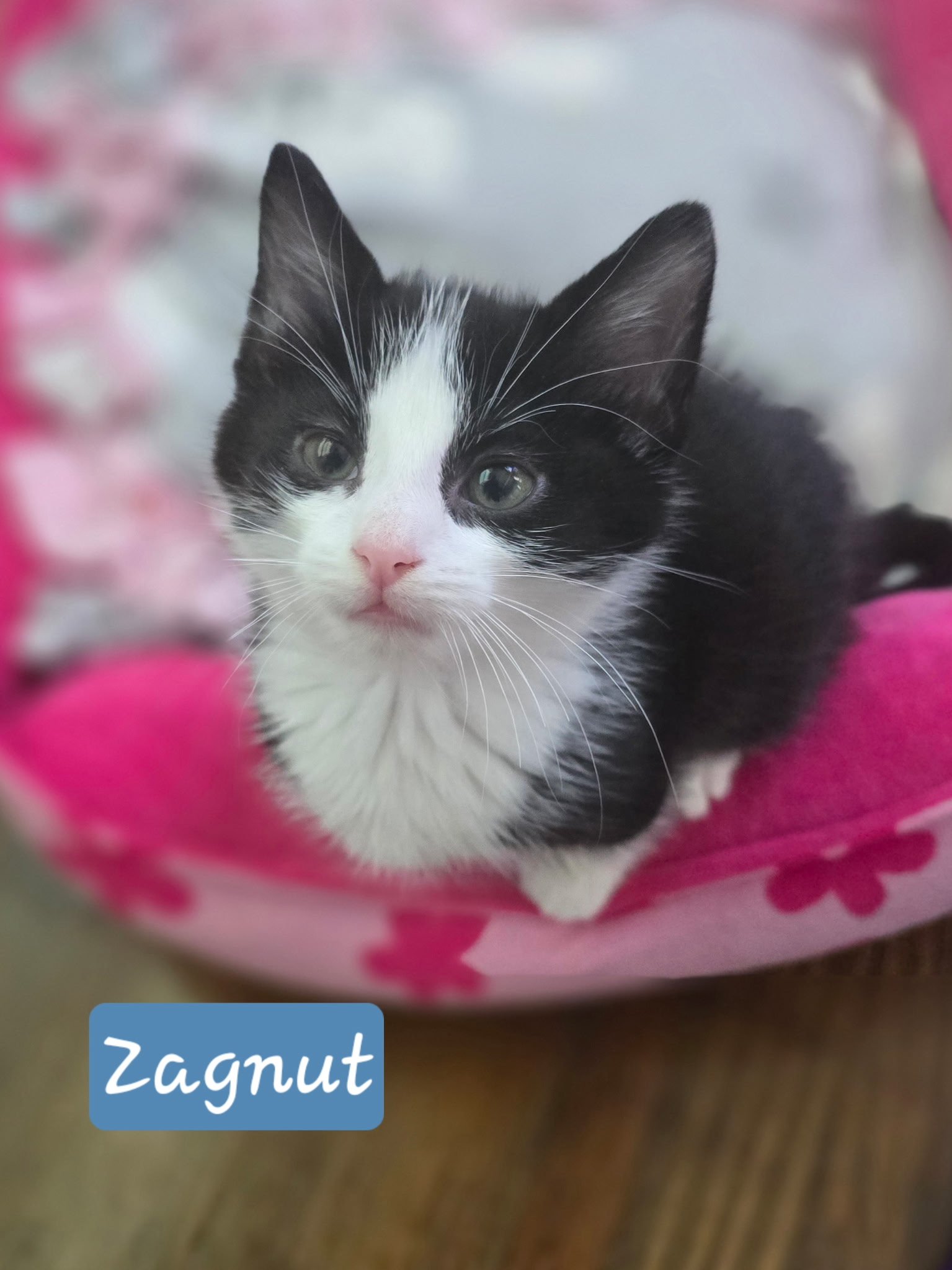 Join Us in Caring for Washington's Community Cats campaign photo, 2 of 7