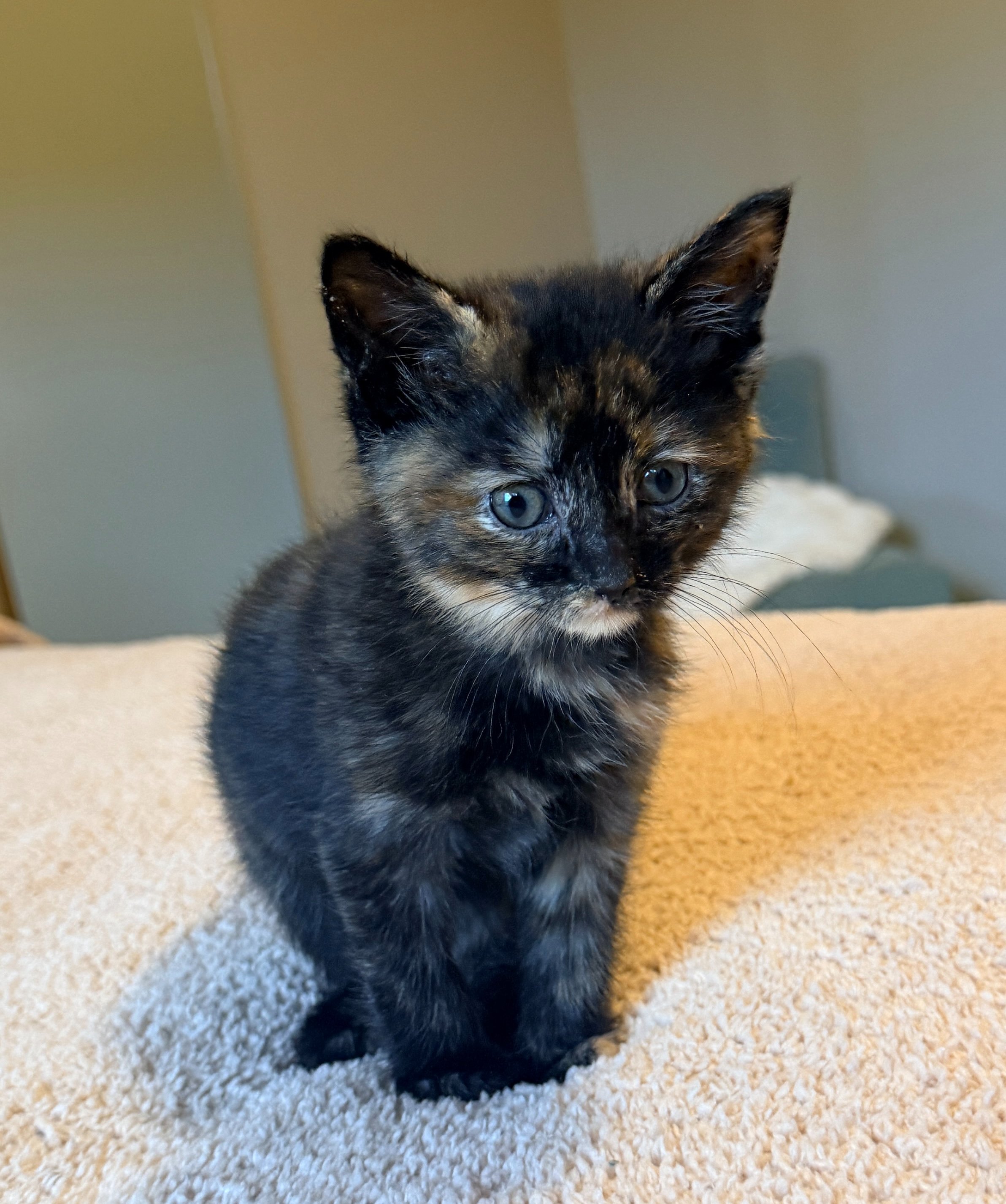 Join Us in Caring for Washington's Community Cats campaign photo, 4 of 7