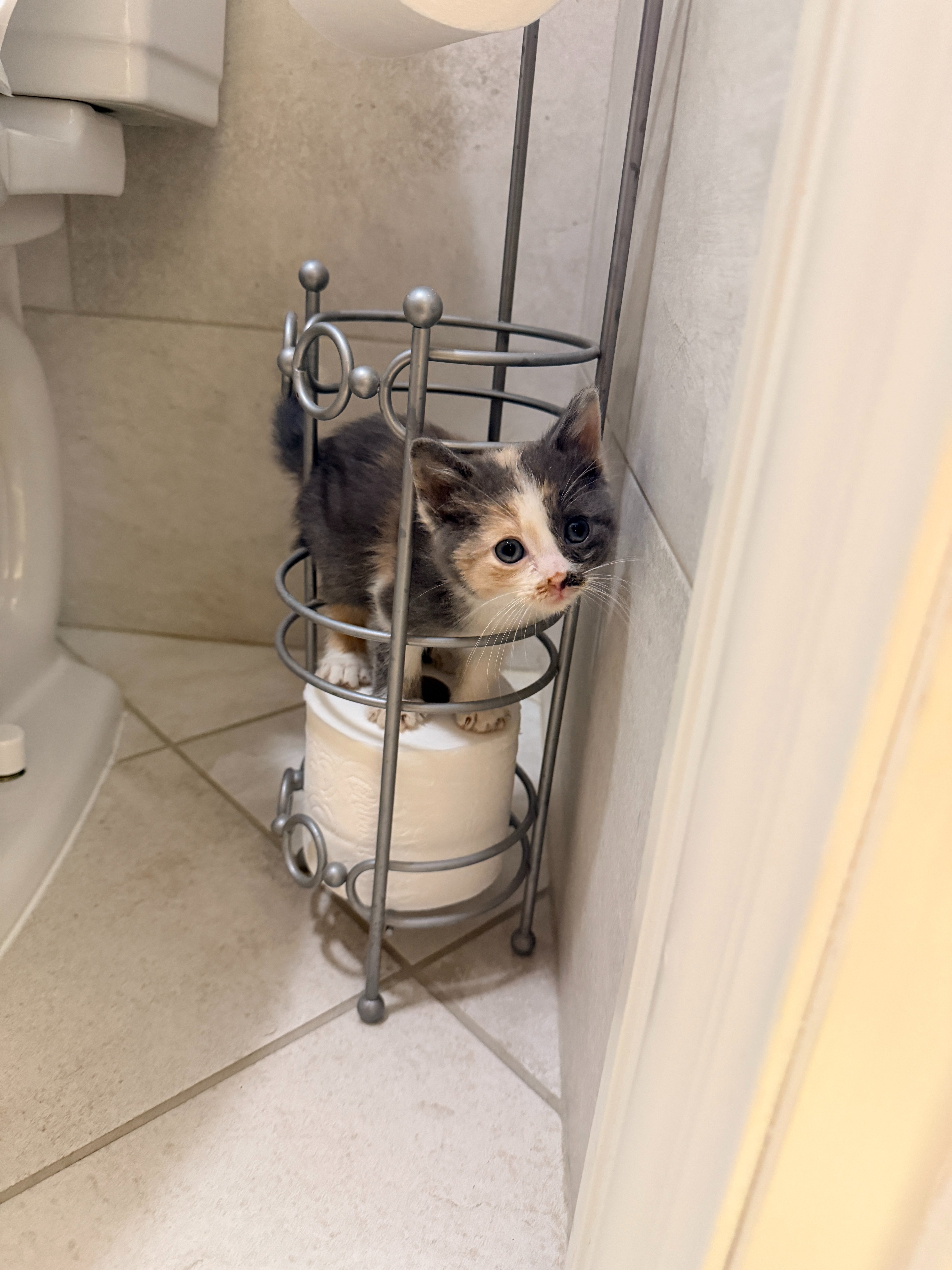 Join Us in Caring for Washington's Community Cats campaign photo, 5 of 7