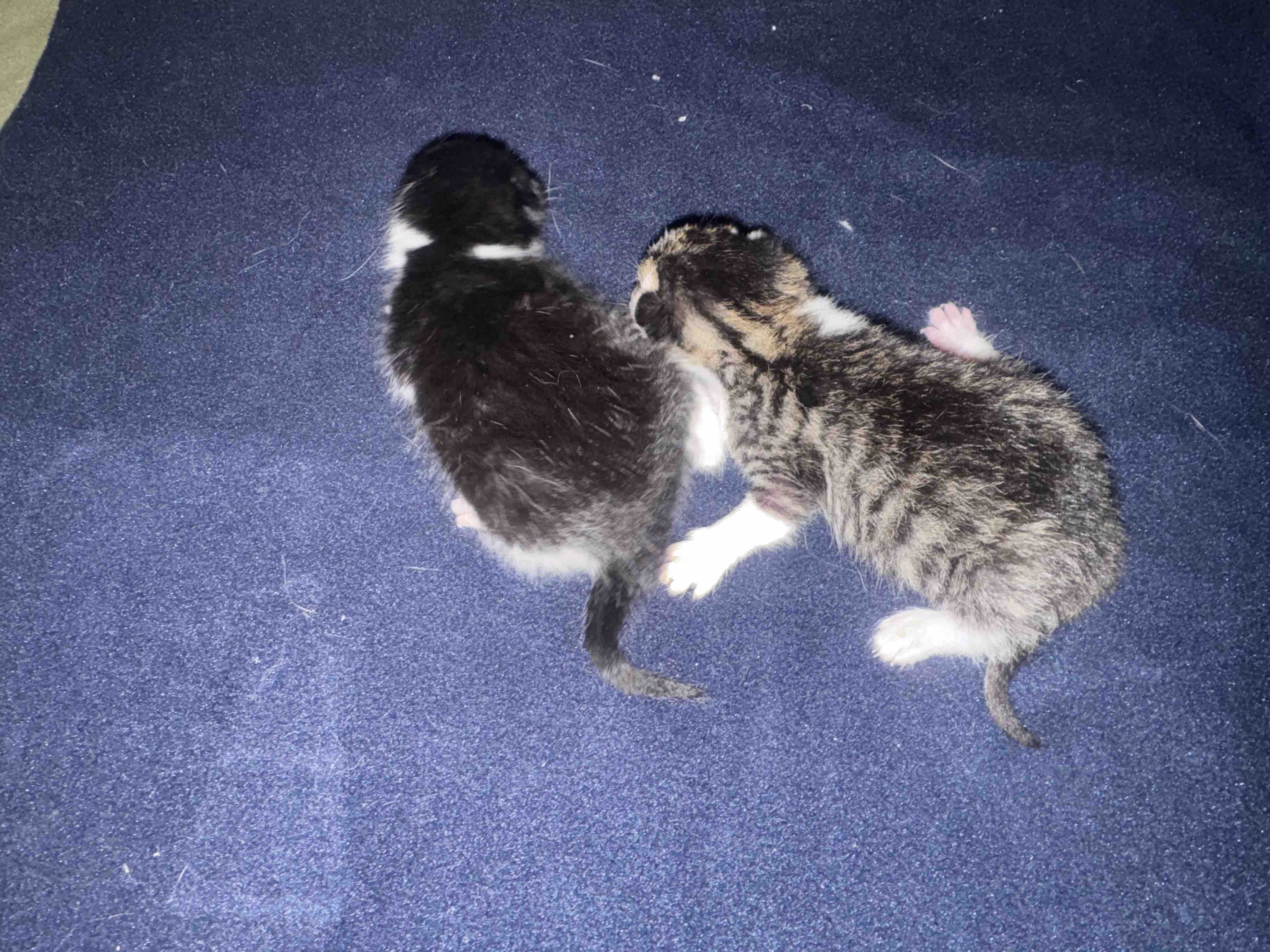 Una Zampa alla Volta: Insieme per i Gatti Randagi campaign photo, 6 of 7