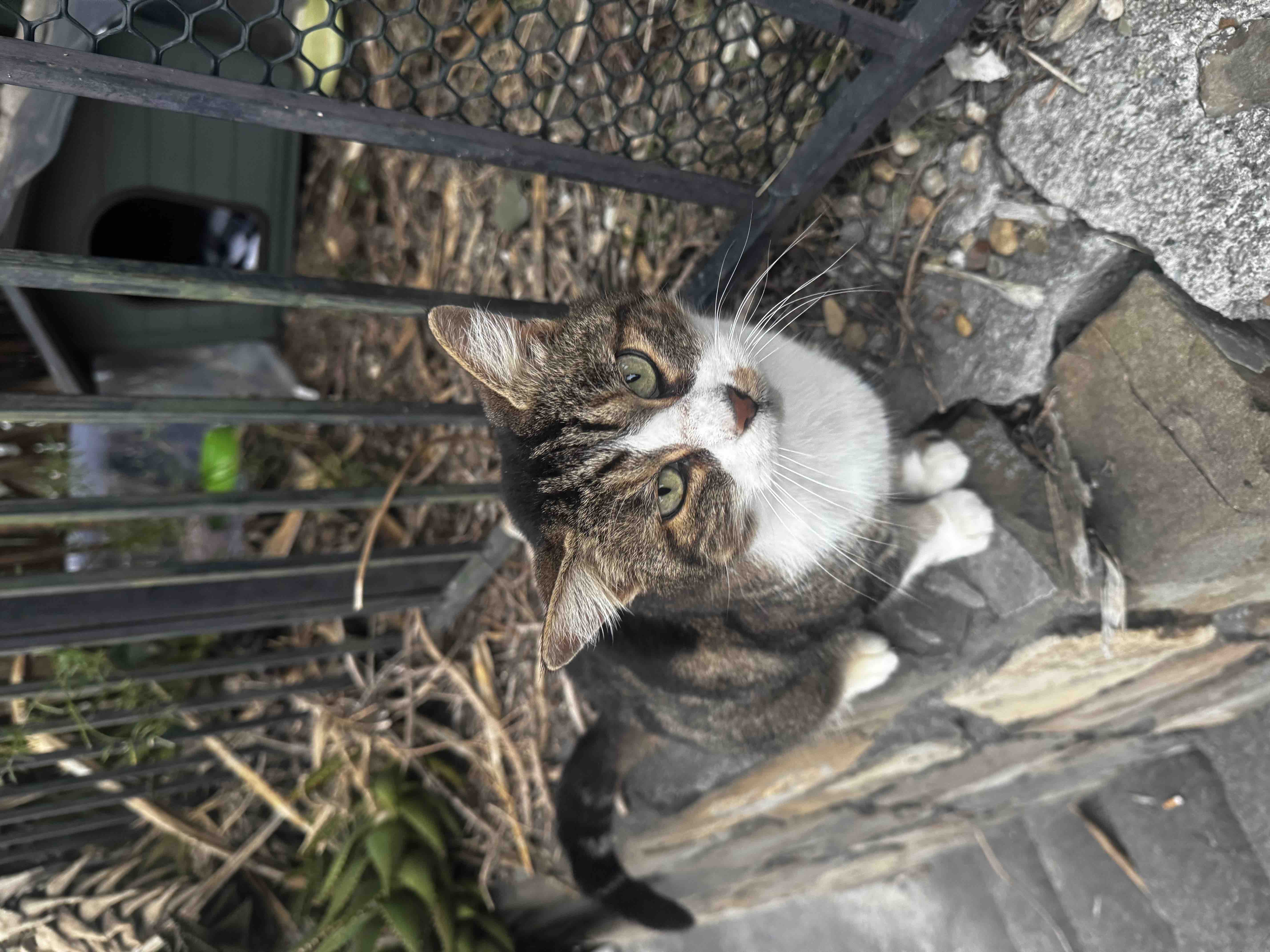 Una Zampa alla Volta: Insieme per i Gatti Randagi campaign photo, 2 of 7