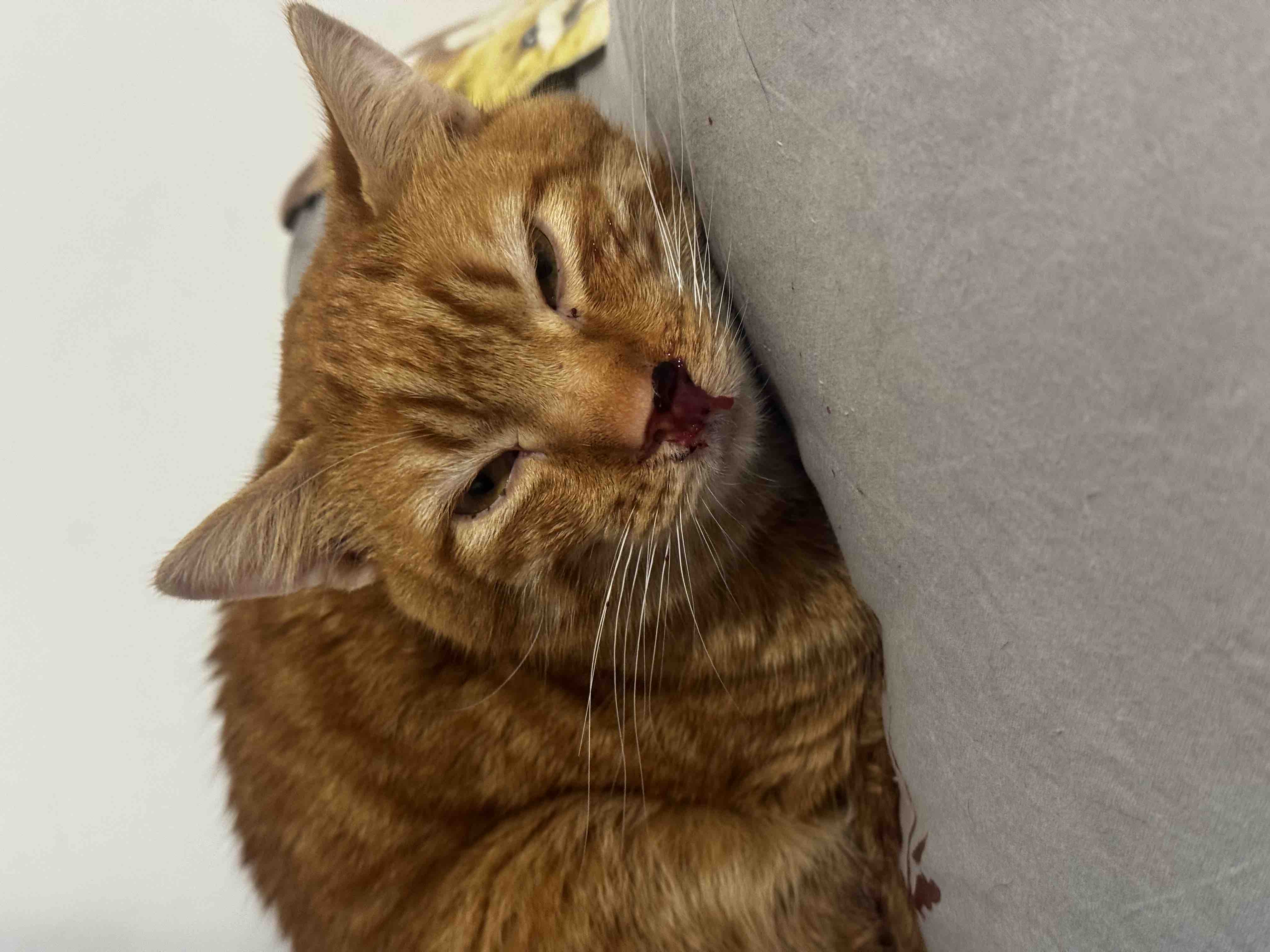 Una Zampa alla Volta: Insieme per i Gatti Randagi campaign photo, 5 of 7