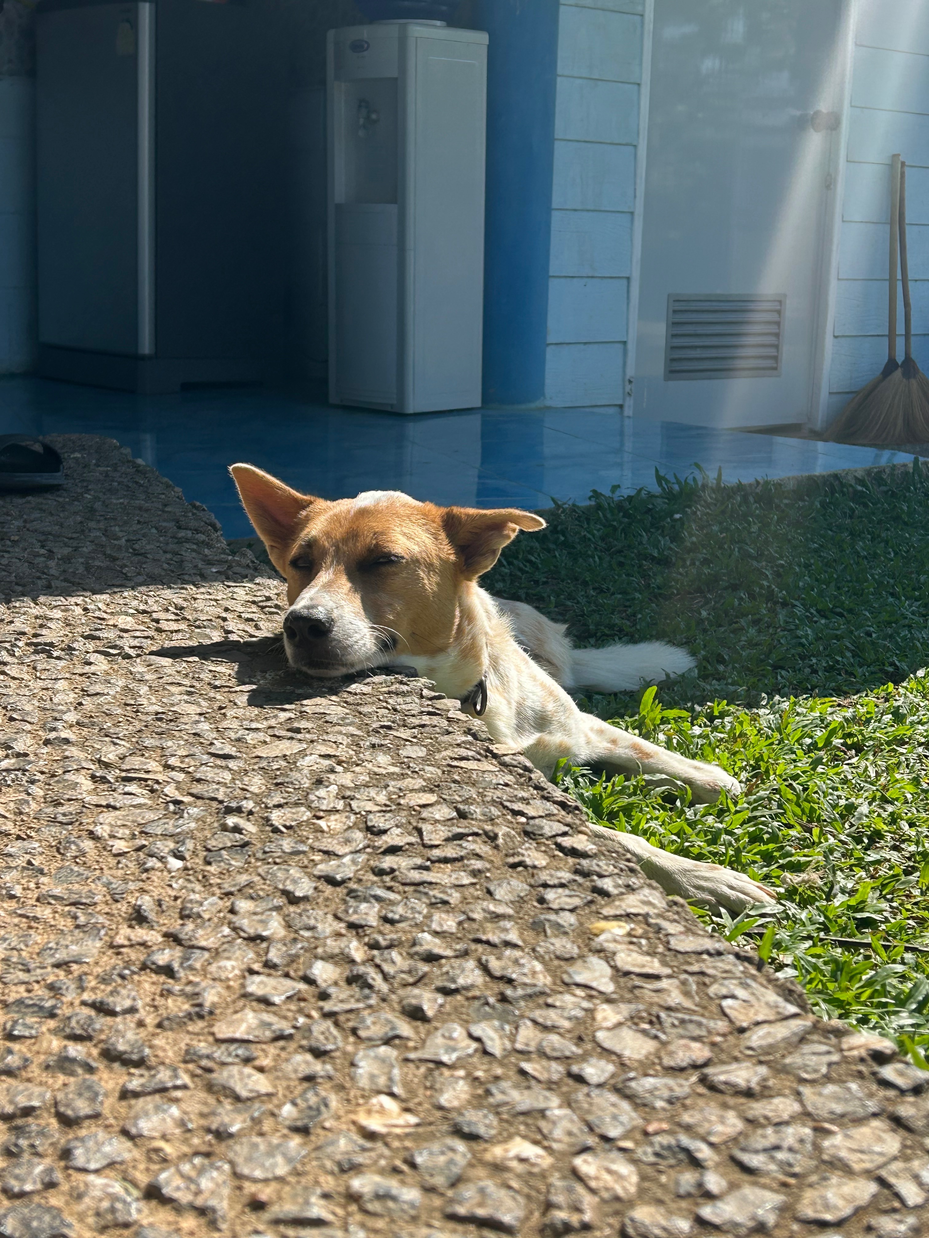 Help us give Som Jûd a forever home!! campaign photo, 2 of 7