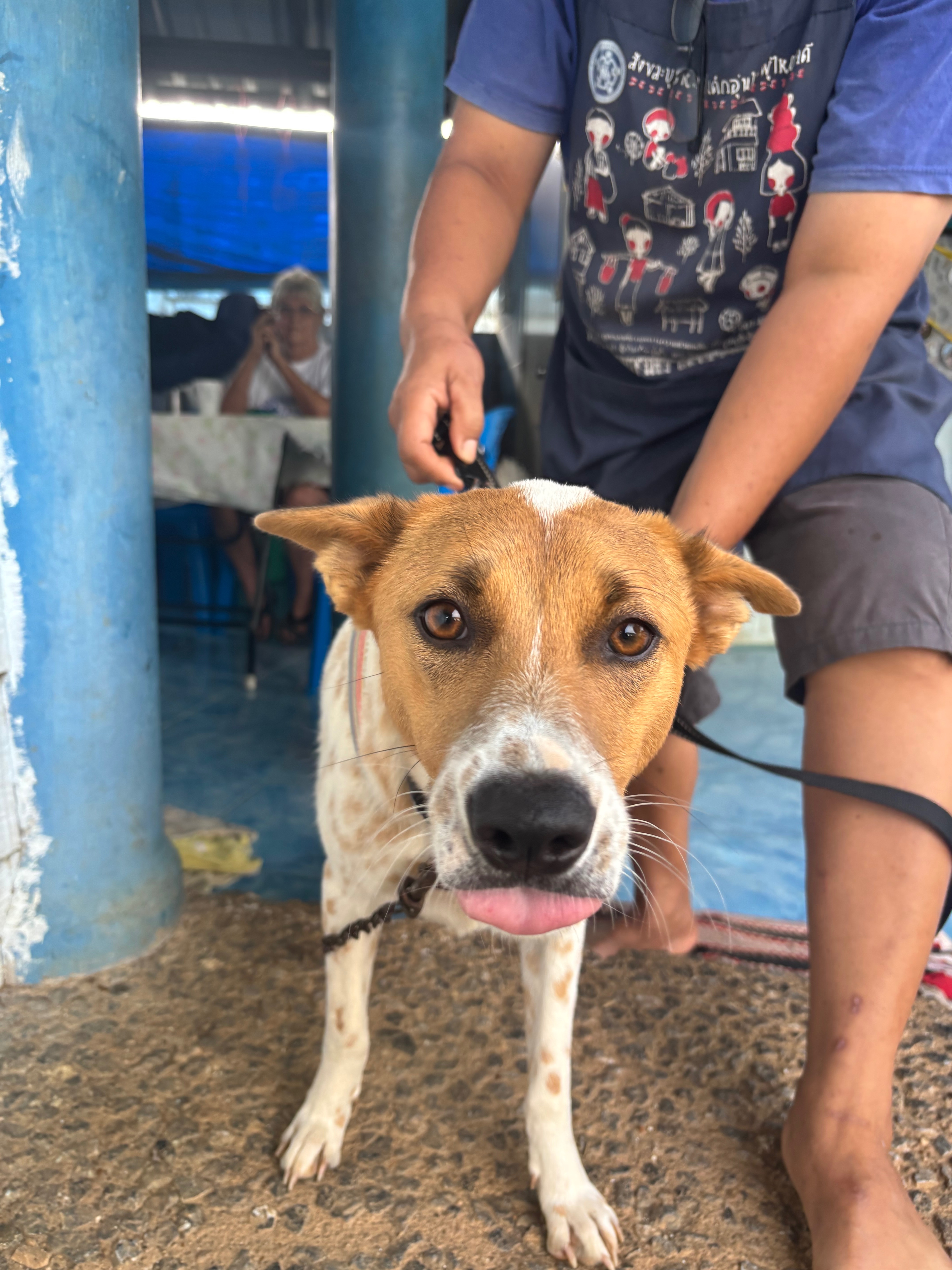 Help us give Som Jûd a forever home!! campaign photo, 4 of 7