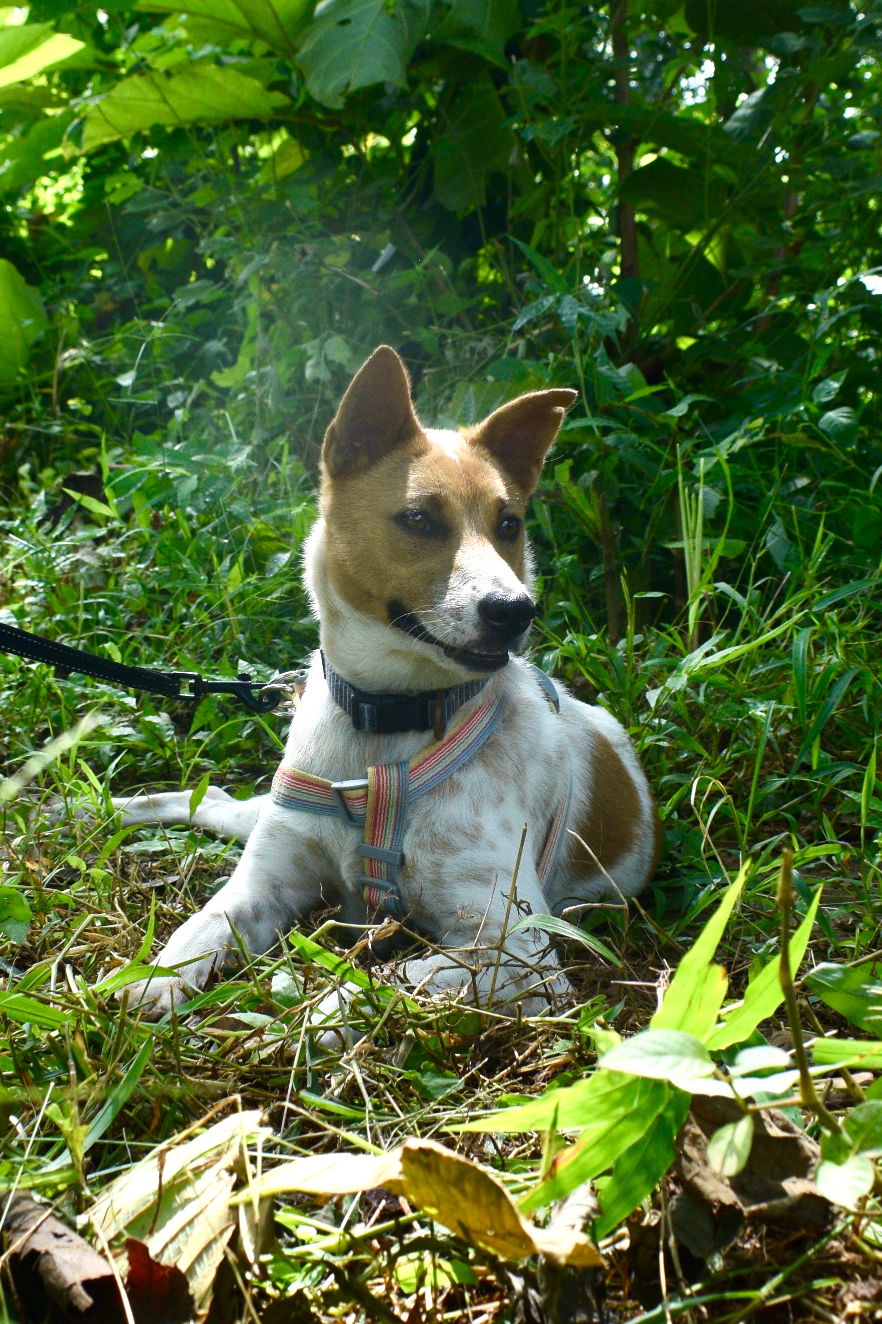 Help us give Som Jûd a forever home!! campaign photo, 5 of 7