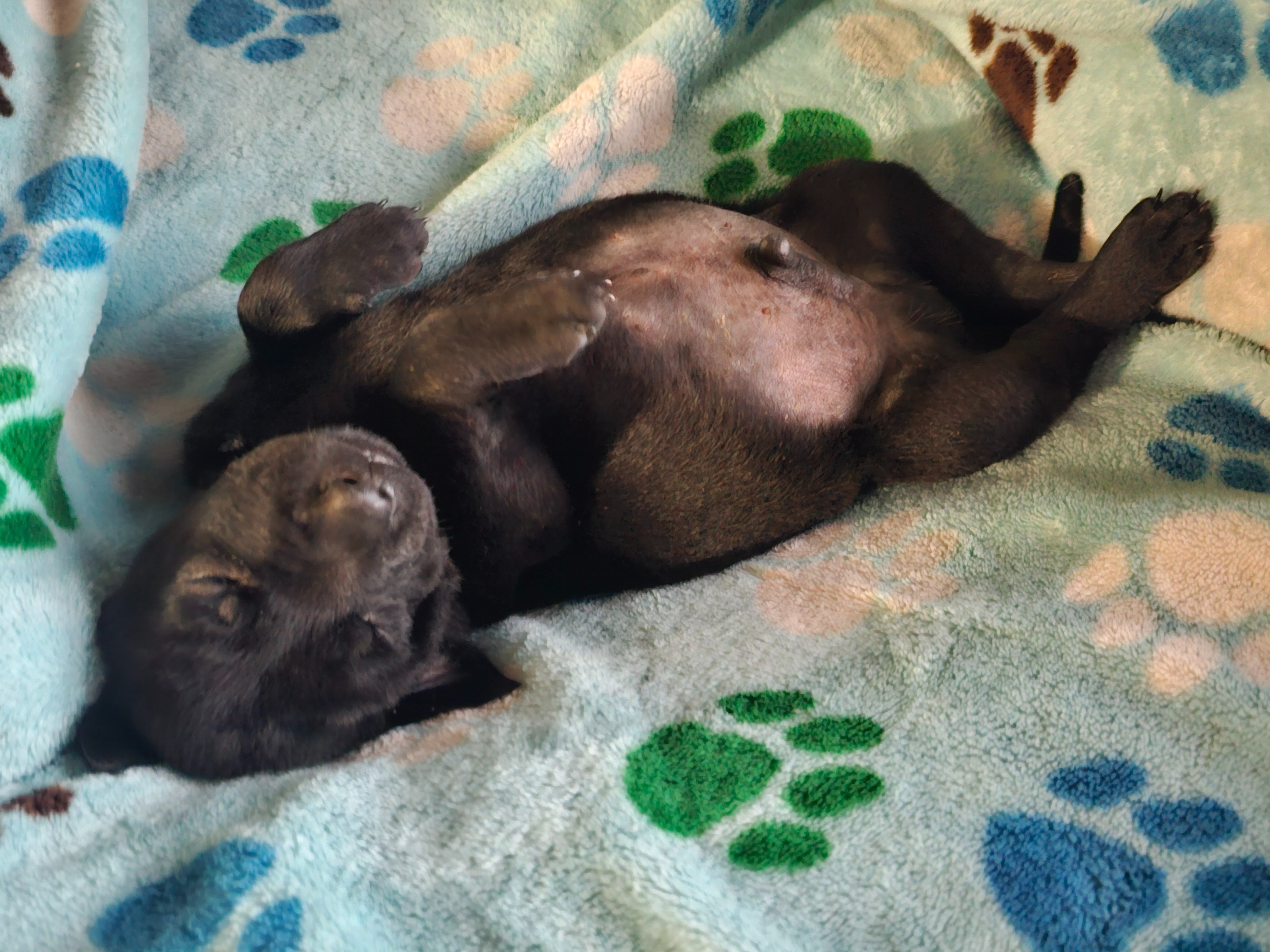 Help Save Brewster: Emergency Surgery Needed campaign photo, 5 of 8