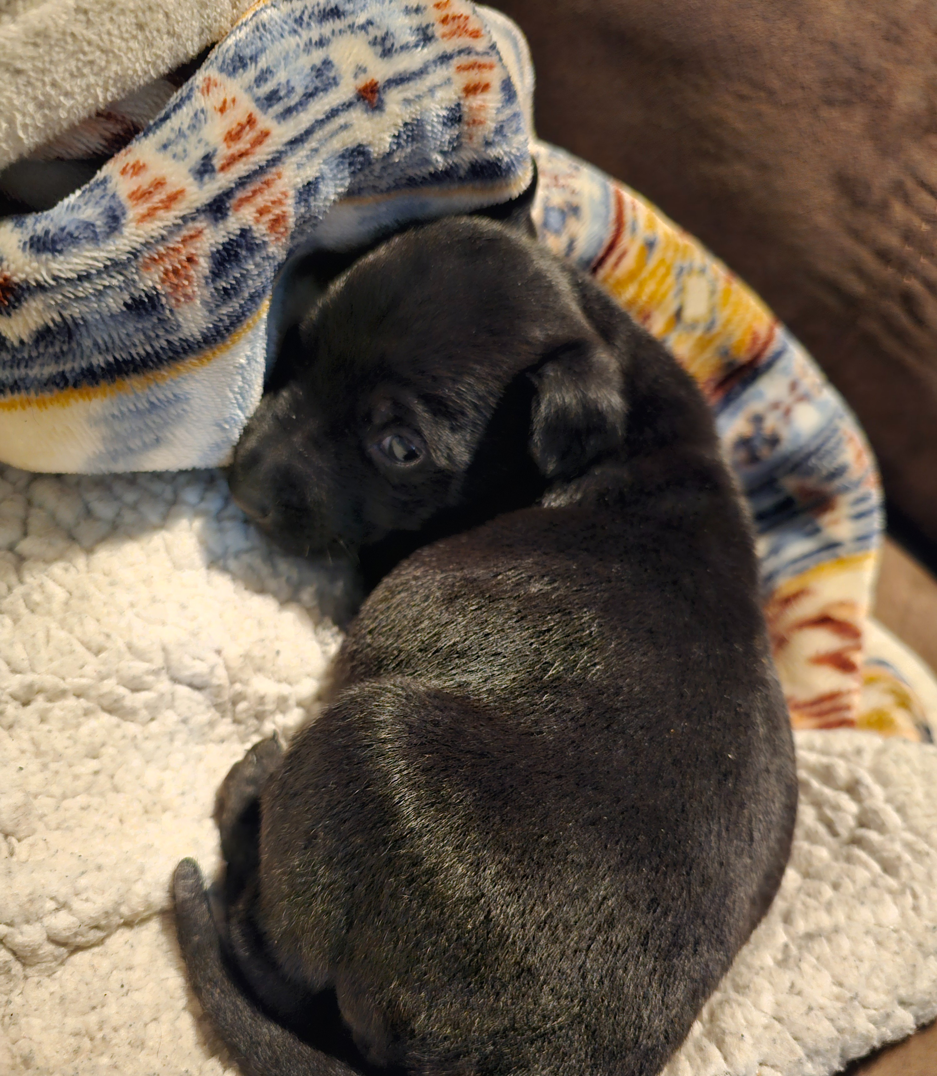 Help Save Brewster: Emergency Surgery Needed campaign photo, 6 of 8