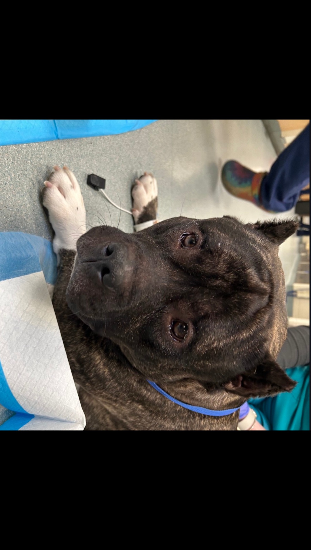 Help Ganon Recover from Emergency Surgery photo