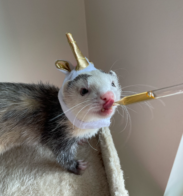 Help Butter the Ferret Get Urgent Surgery campaign photo, 6 of 7