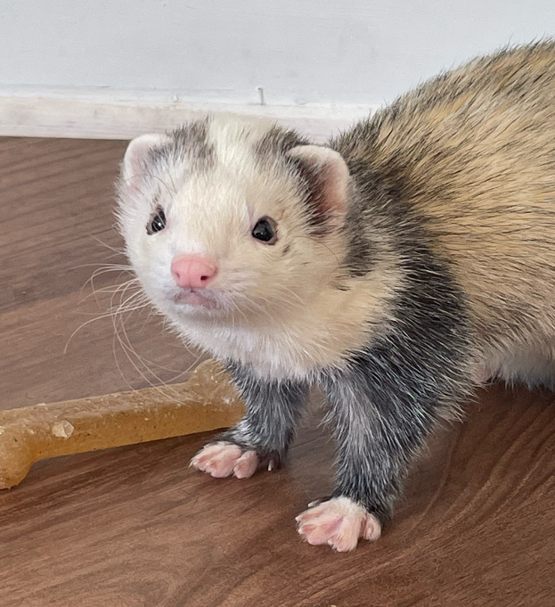Help Butter the Ferret Get Urgent Surgery campaign photo, 2 of 7
