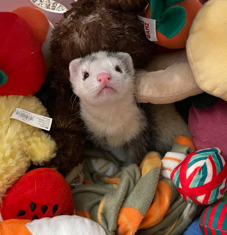 Help Butter the Ferret Get Urgent Surgery campaign photo, 4 of 7