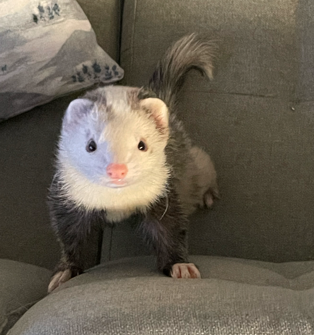 Help Butter the Ferret Get Urgent Surgery campaign photo, 5 of 7