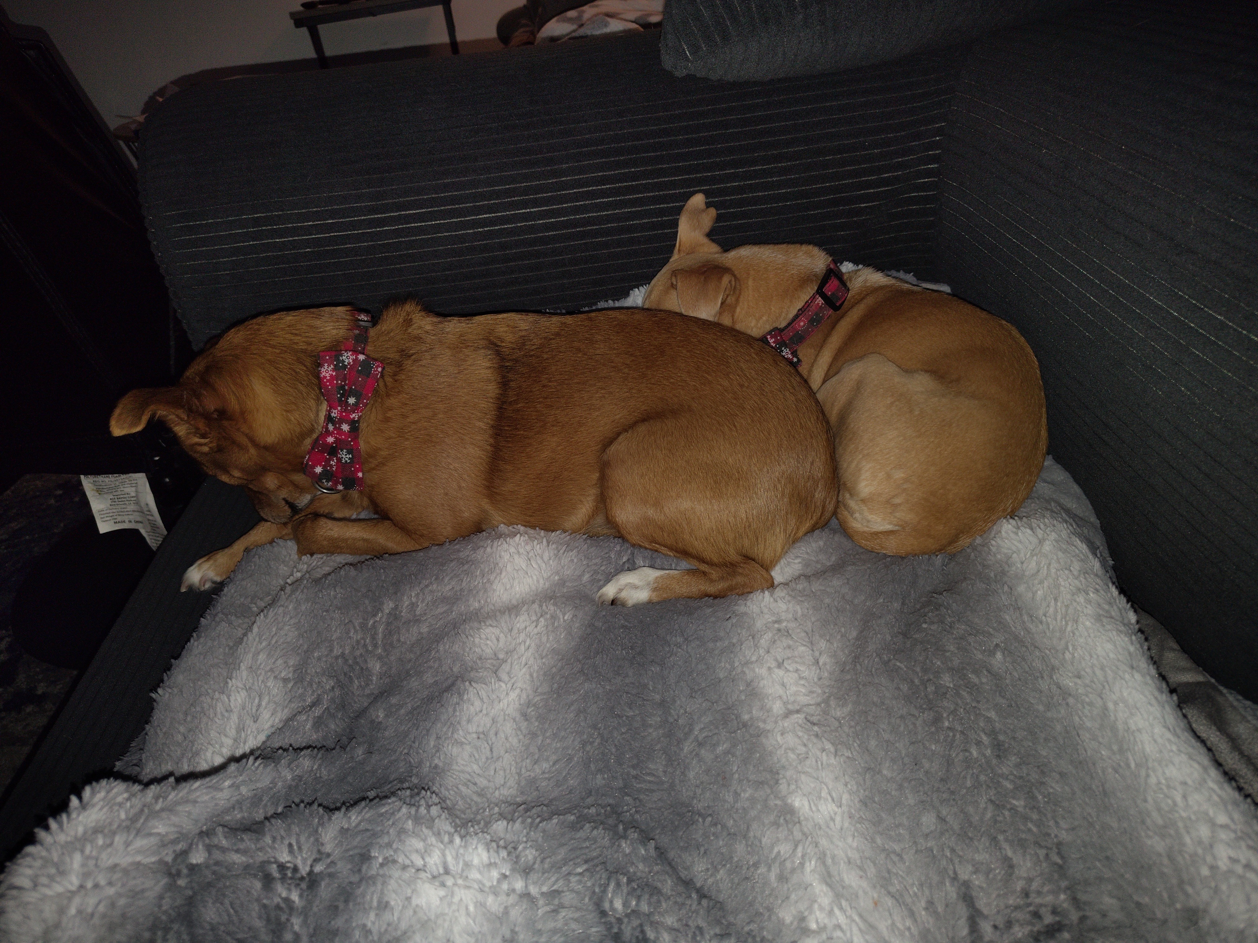 Urgent Vet Care Required Please help Lily campaign photo, 6 of 7