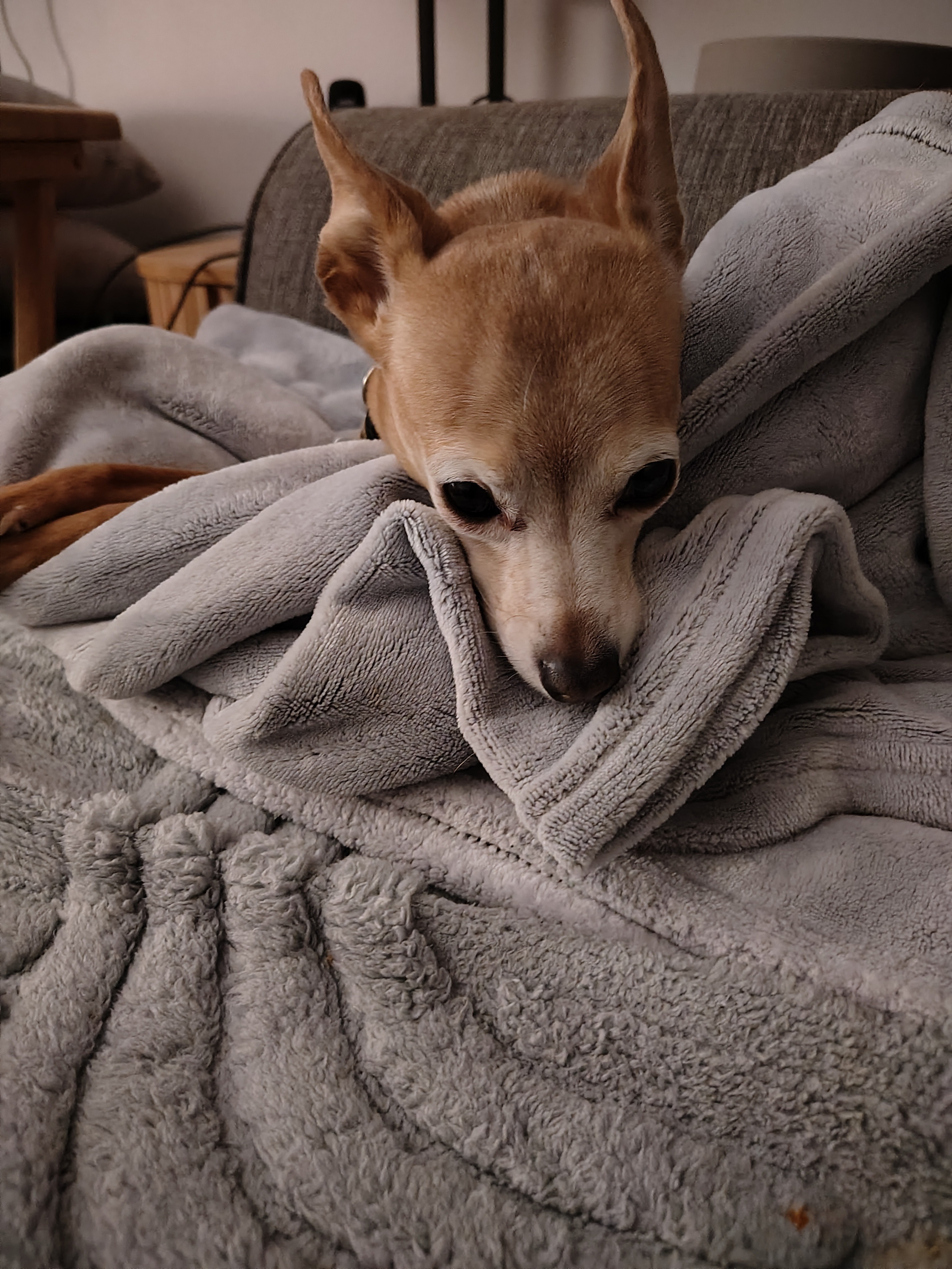 Urgent Vet Care Required Please help Lily campaign photo, 2 of 7