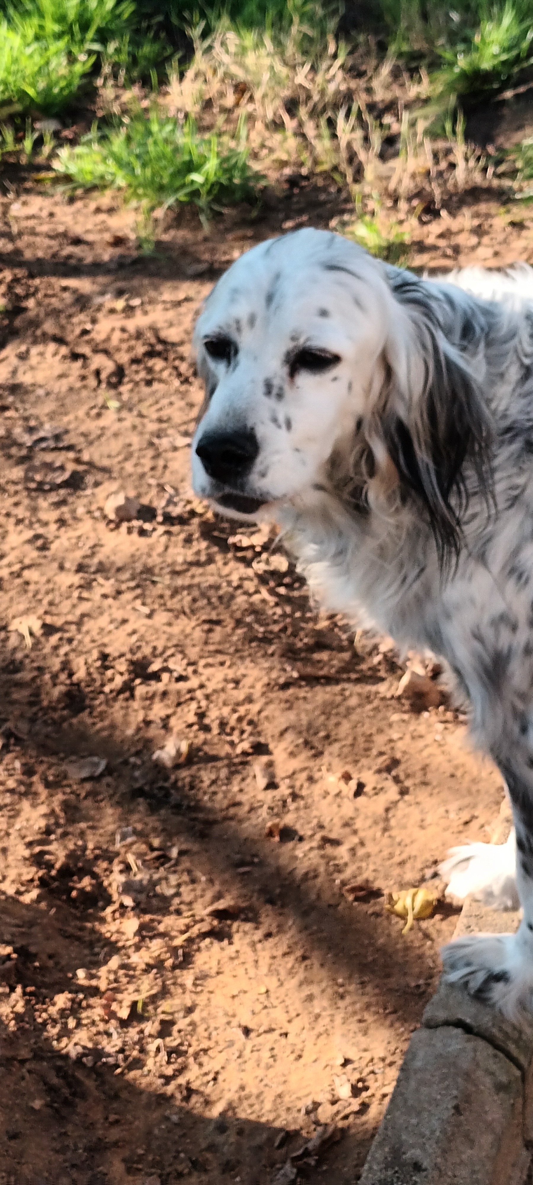 Dona per aiutare i pelosetti del giardino4zampe campaign photo, 6 of 8