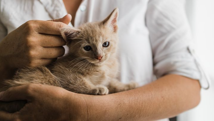 Support Tri Village Cats' Incredible Work photo