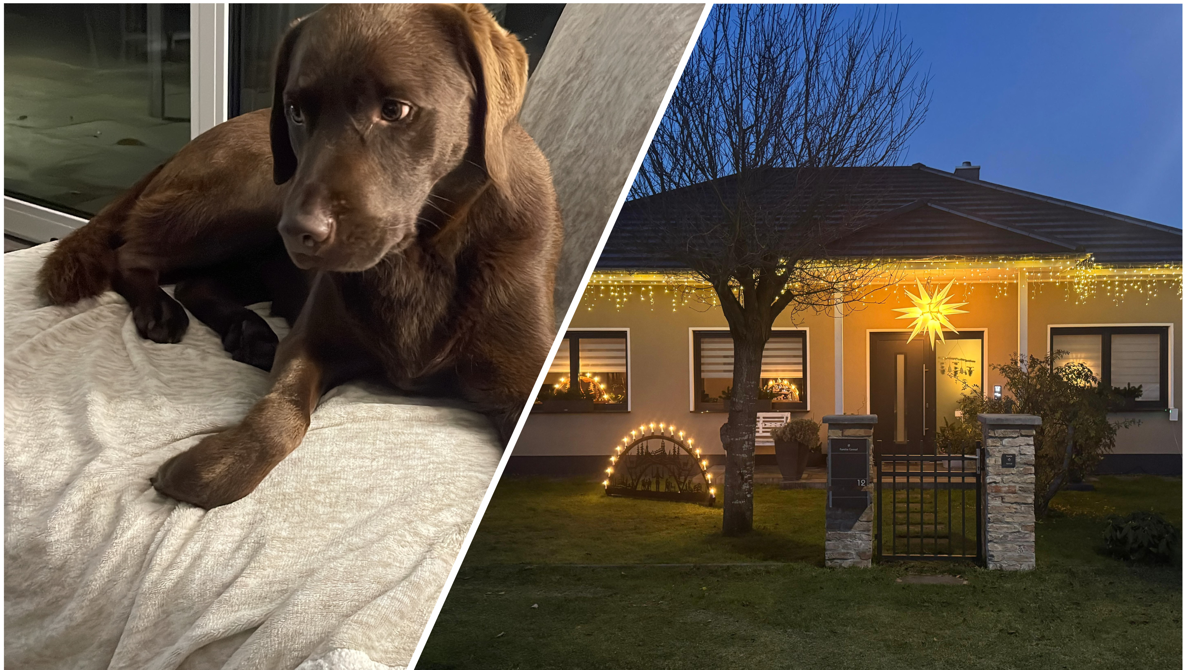 Möchte Stulle (Hund) und unser Zuhause behalten photo