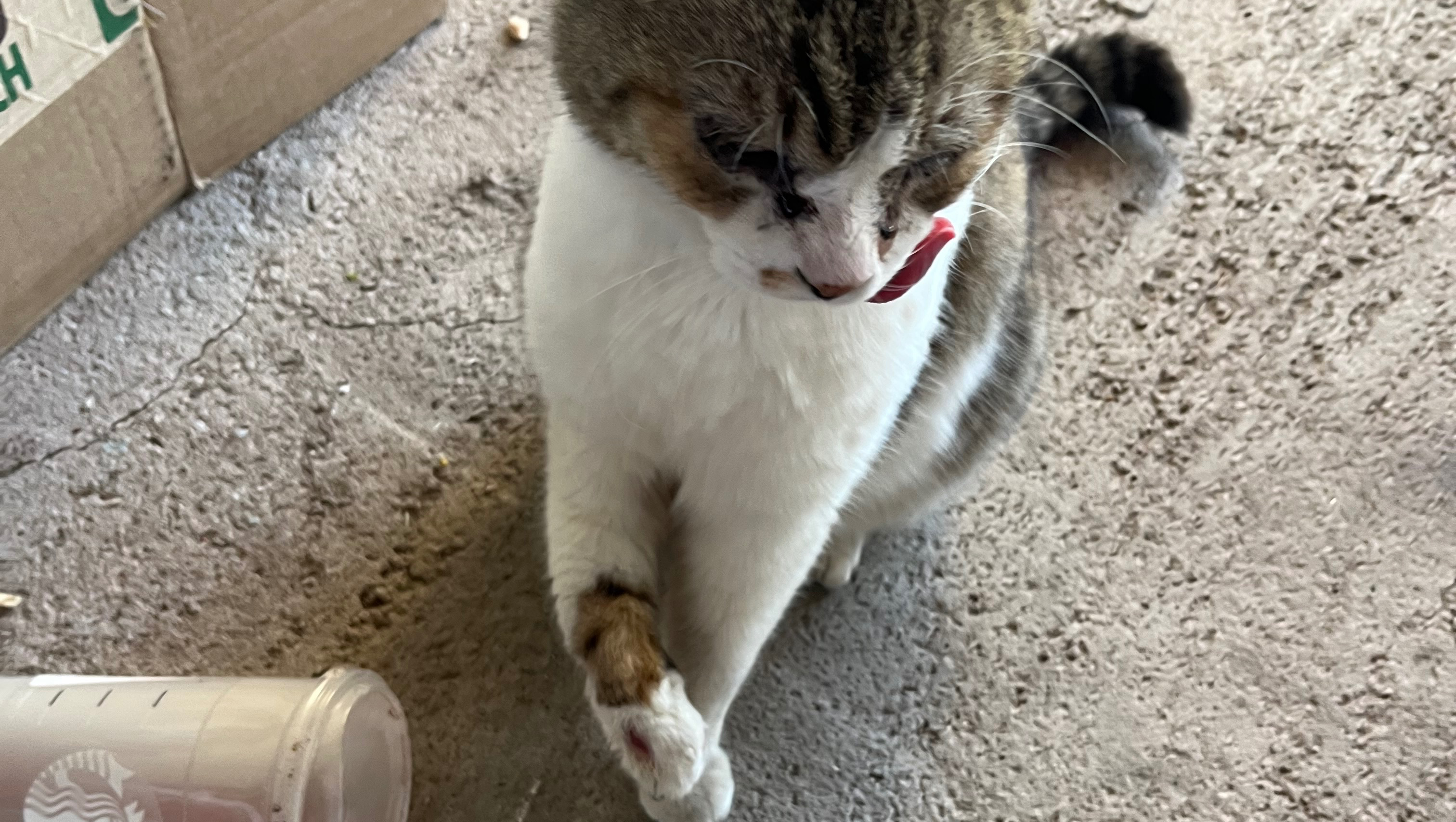 Help Save My Cat’s Paw — Emergency Vet Care Needed photo