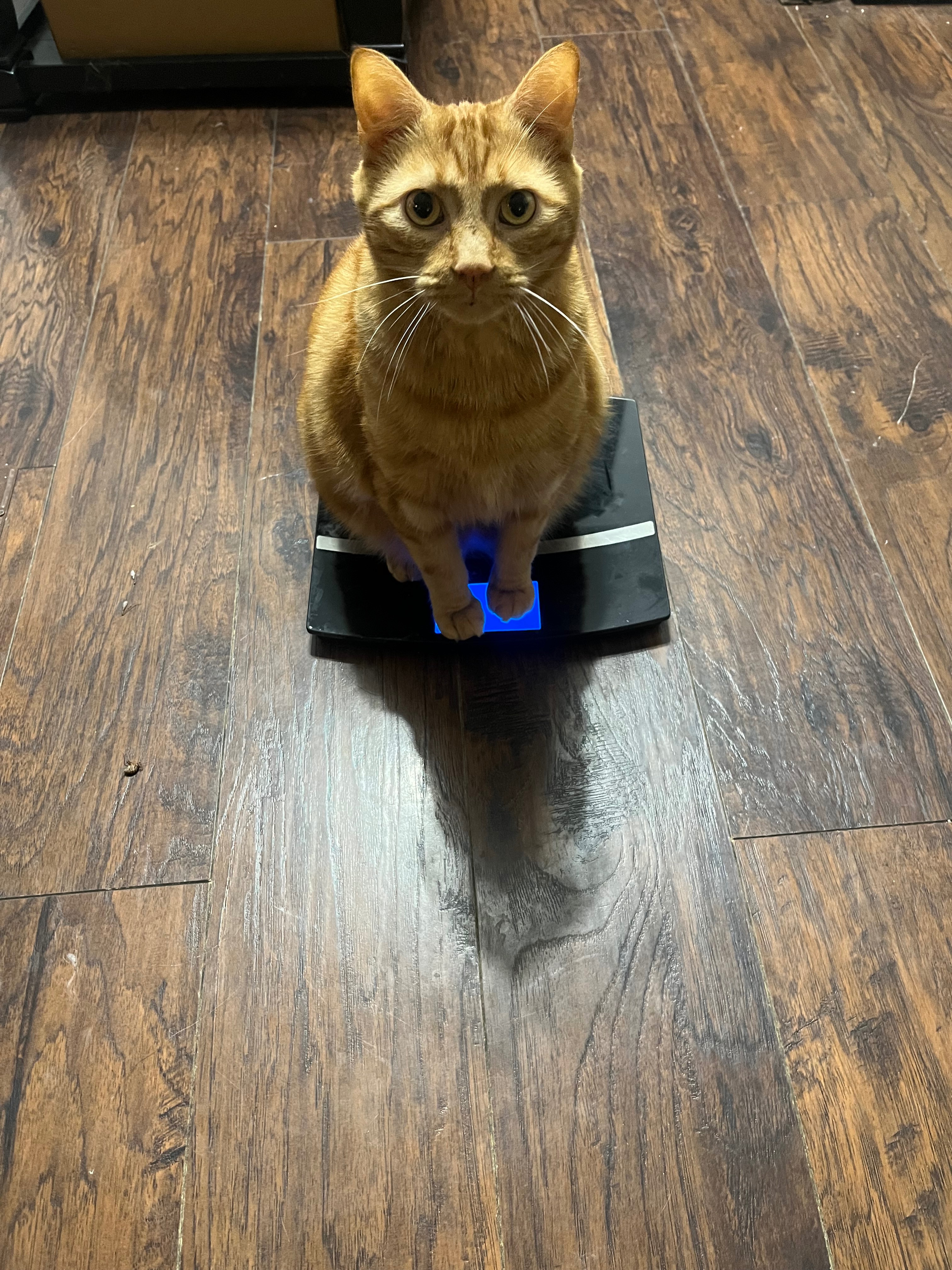 Help Me and My Pets Rebuild After the Fire campaign photo, 6 of 8