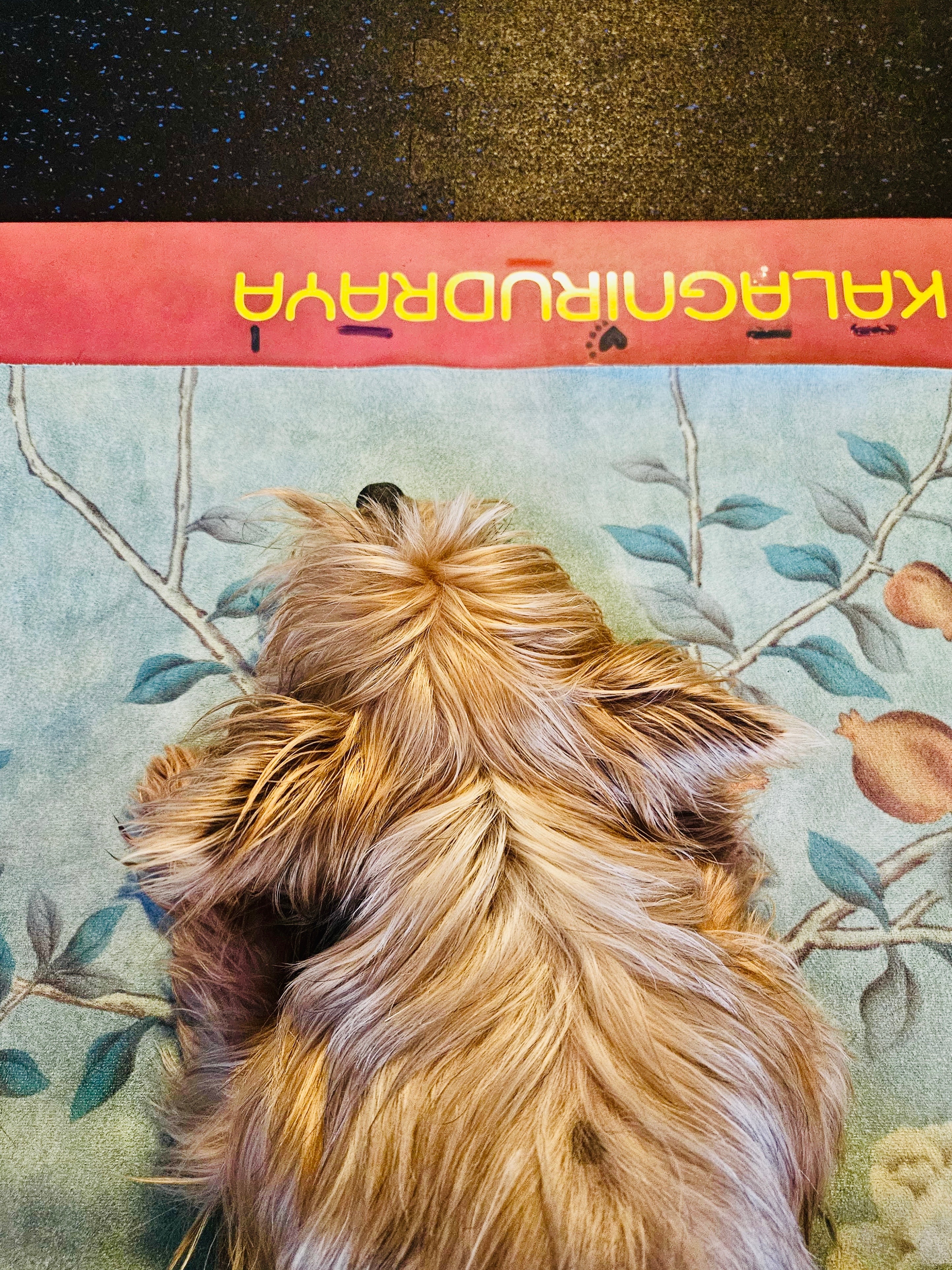 Help Maybelline Stay by Isabella’s Side campaign photo, 5 of 7