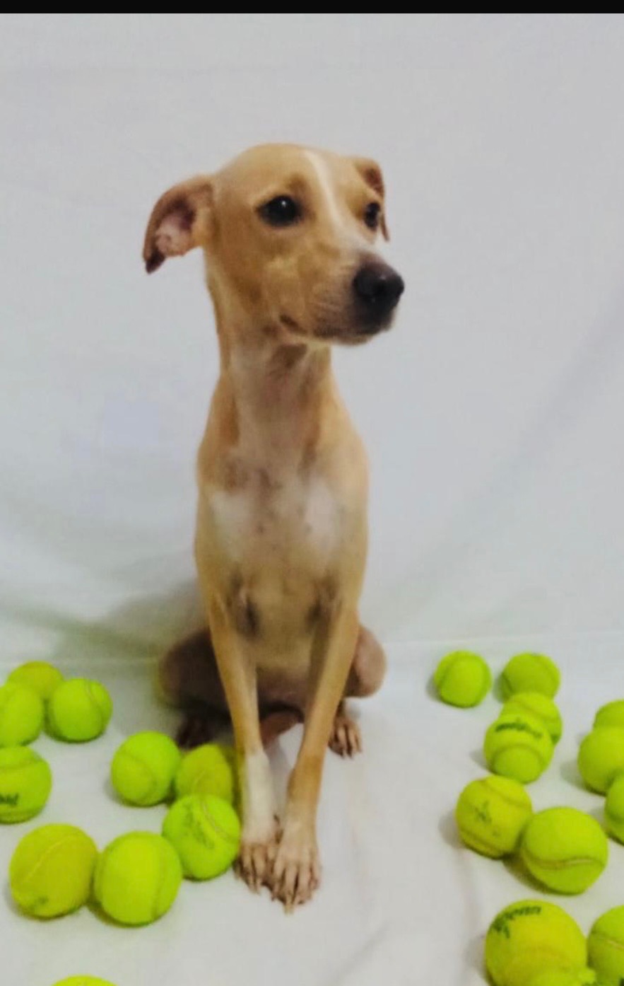 Foto de la recaudación de fondos Second Chance for Puerto Vallarta Dogs, 7 de 8