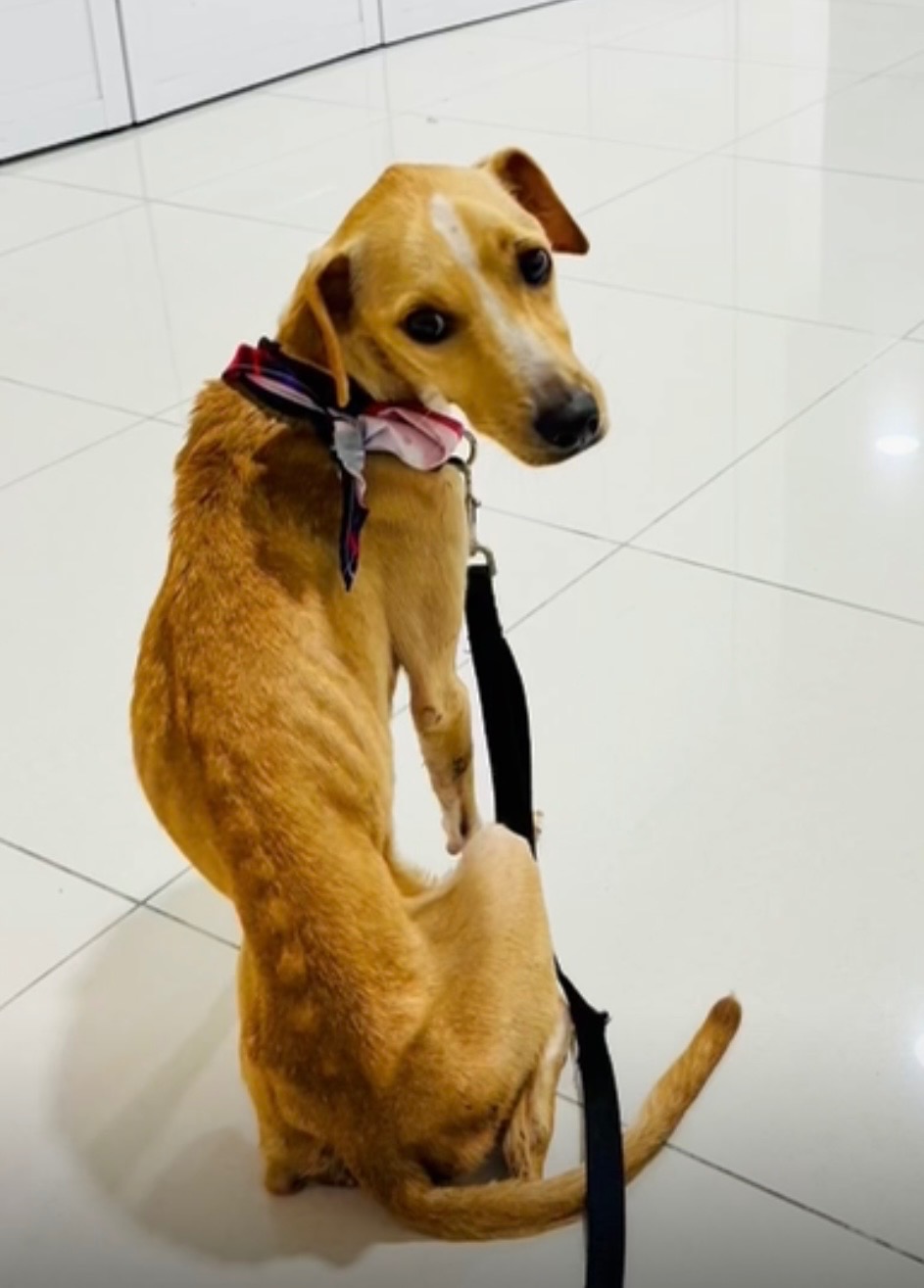 Foto de la recaudación de fondos Second Chance for Puerto Vallarta Dogs, 2 de 8