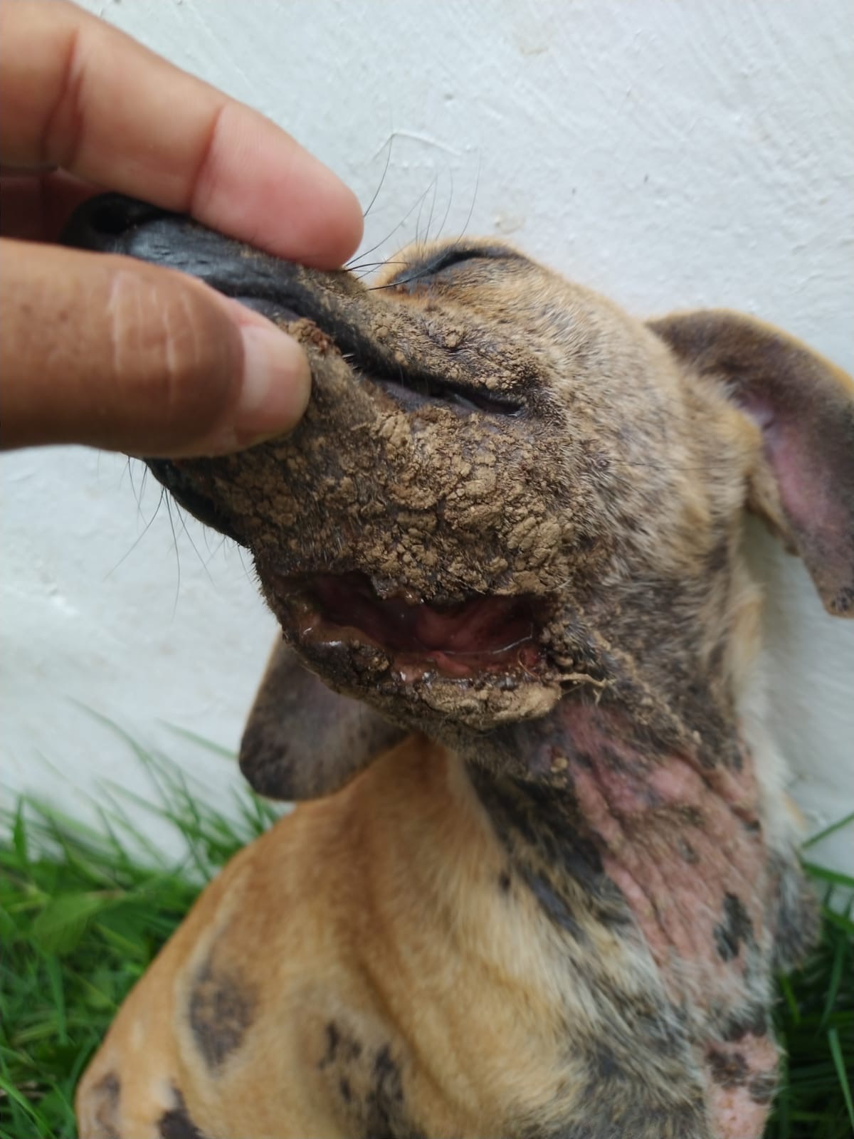 Foto de la recaudación de fondos Second Chance for Puerto Vallarta Dogs, 4 de 8