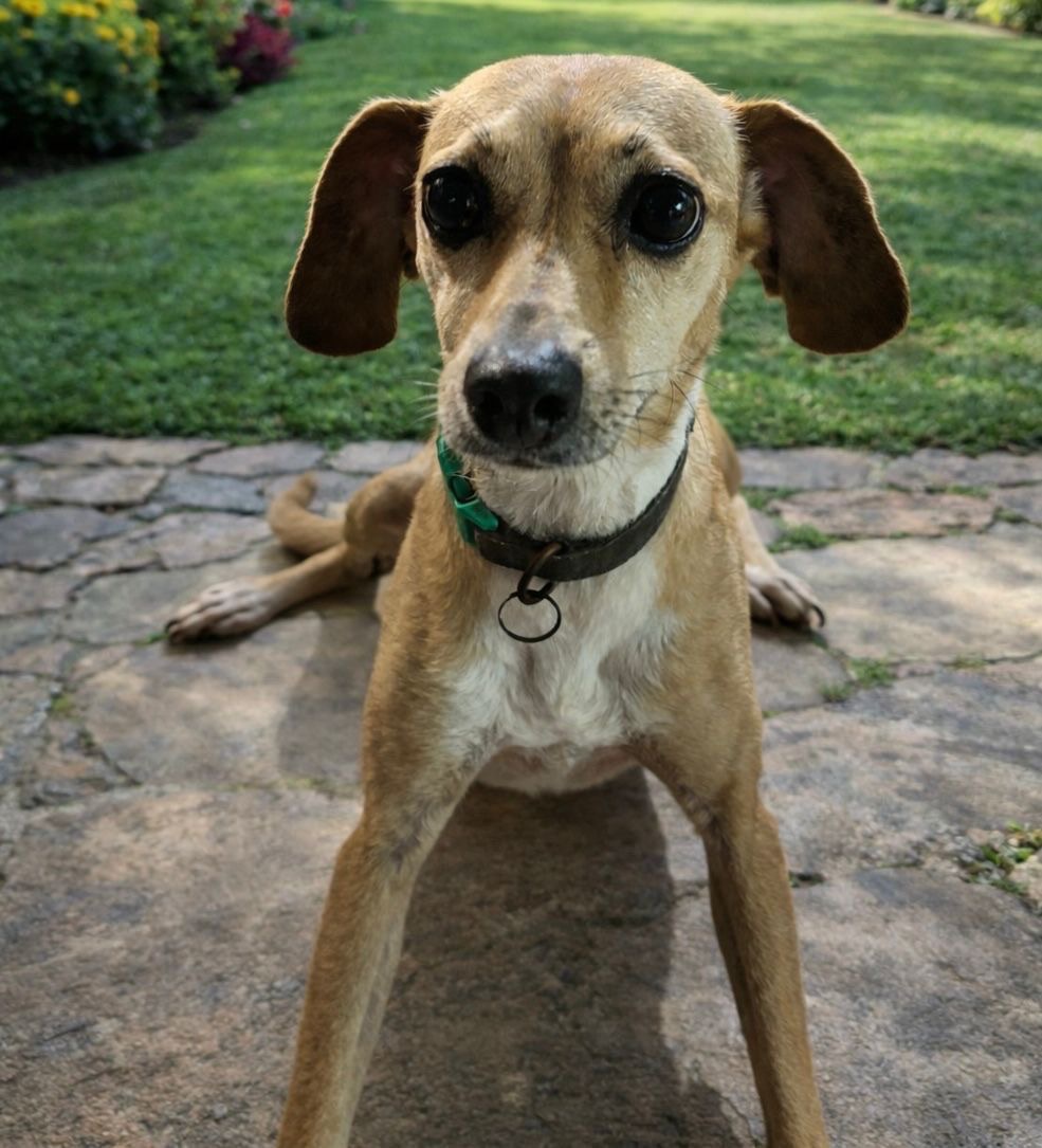 Foto de la recaudación de fondos Second Chance for Puerto Vallarta Dogs, 5 de 8