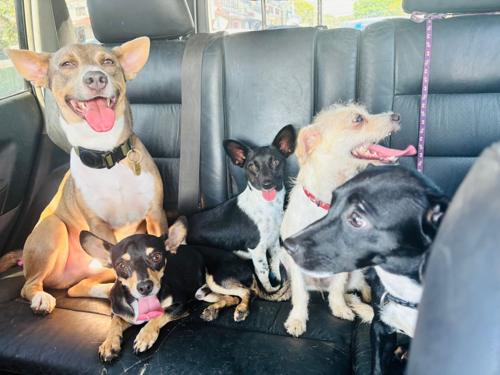 Foto de la recaudación de fondos Second Chance for Puerto Vallarta Dogs, 6 de 8