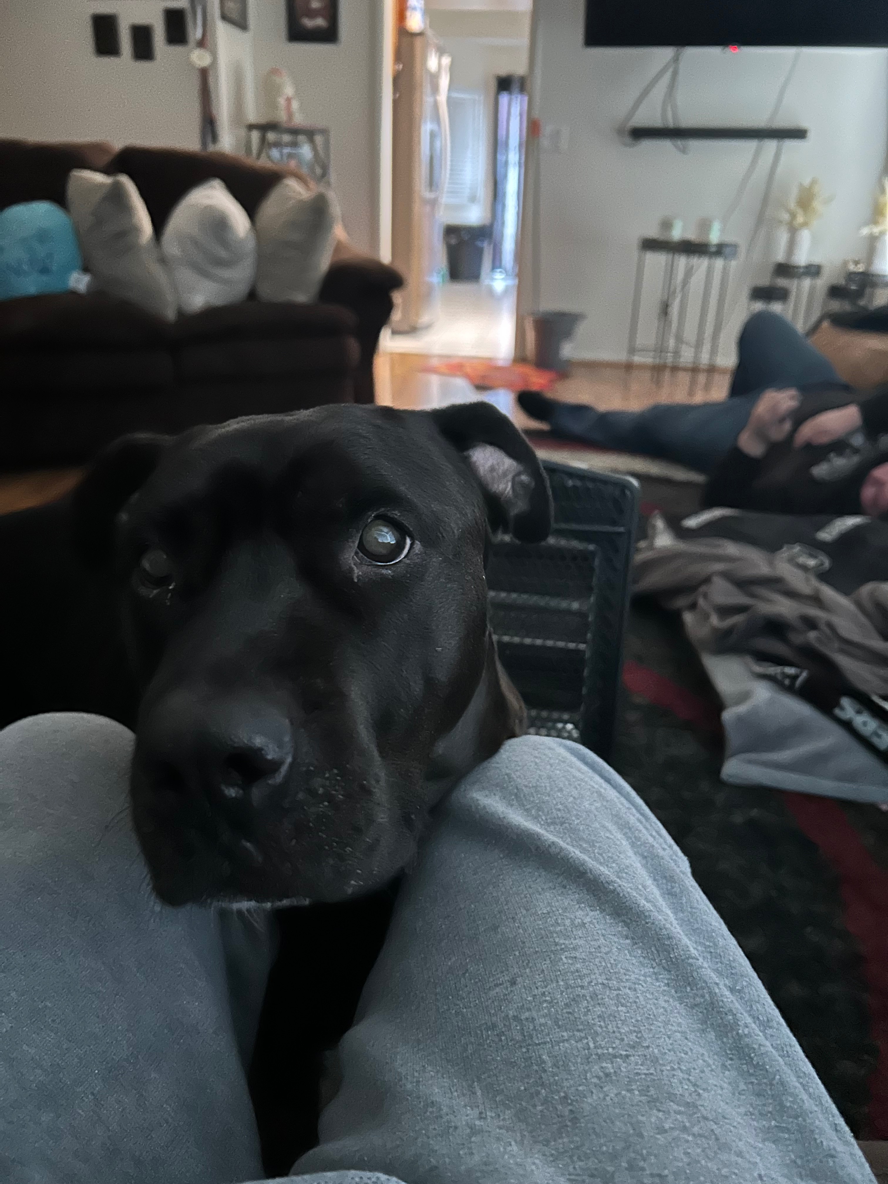 Help My Dog Fight Uterus Cancer campaign photo, 4 of 5