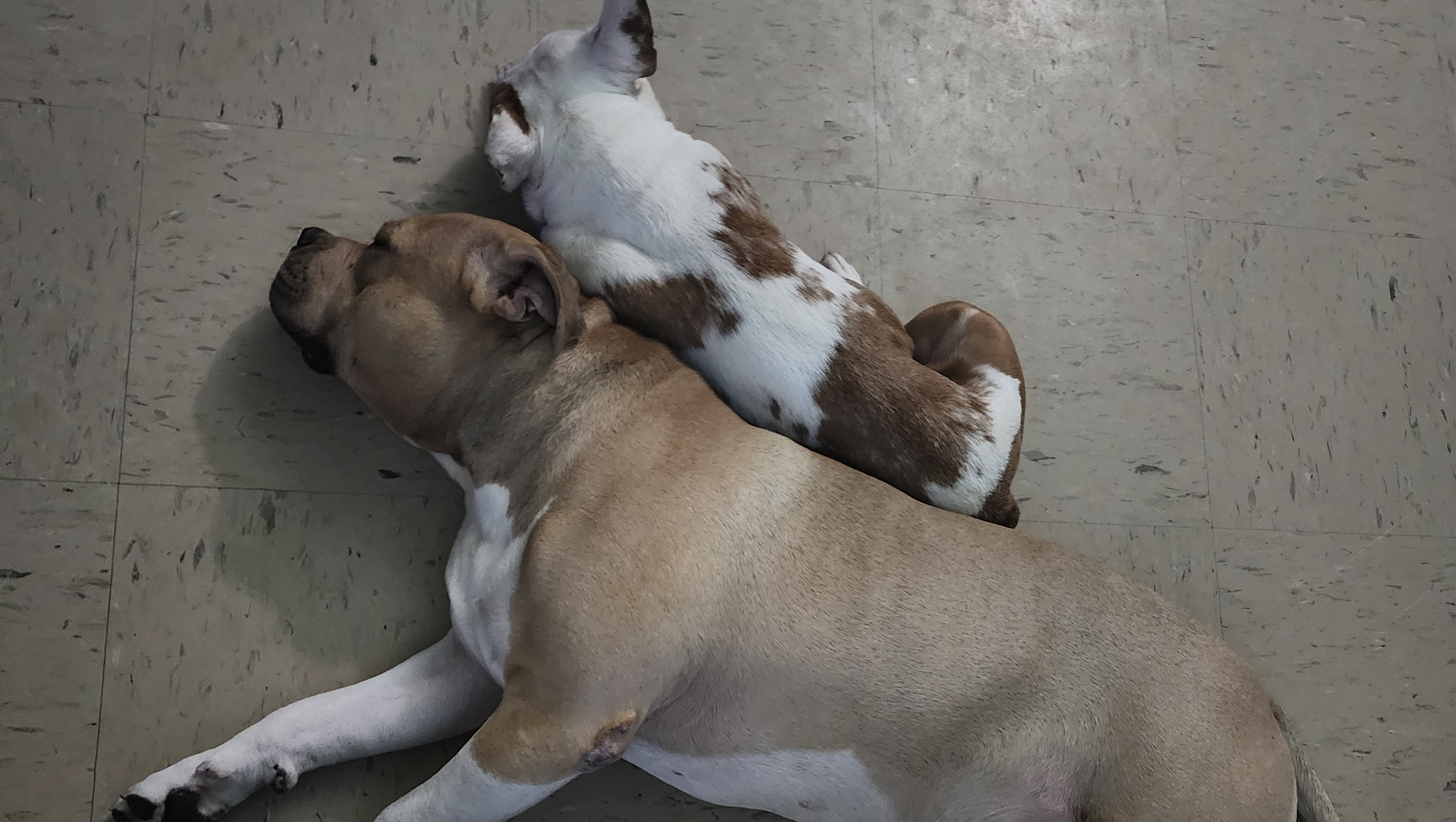 Help Travis & His Dogs Find a Home photo