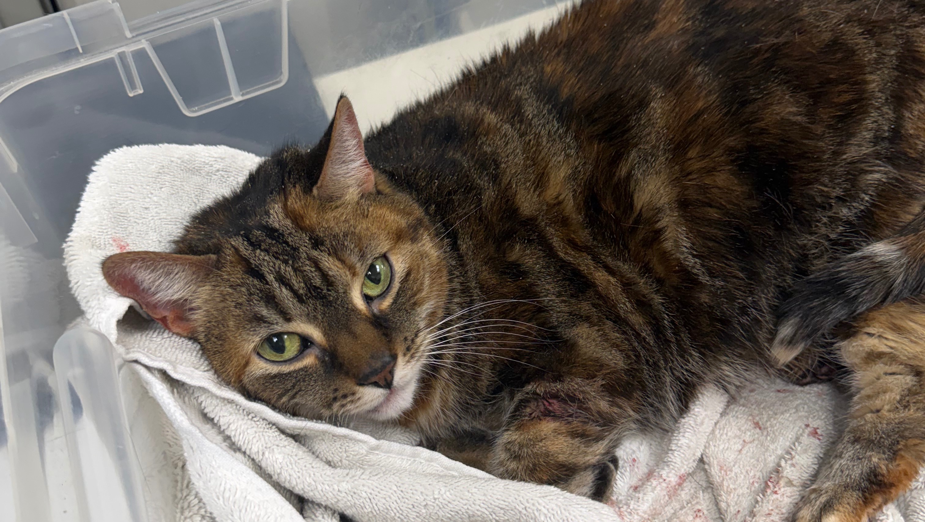 Help Our Cat Heal After a Terrifying Attack photo