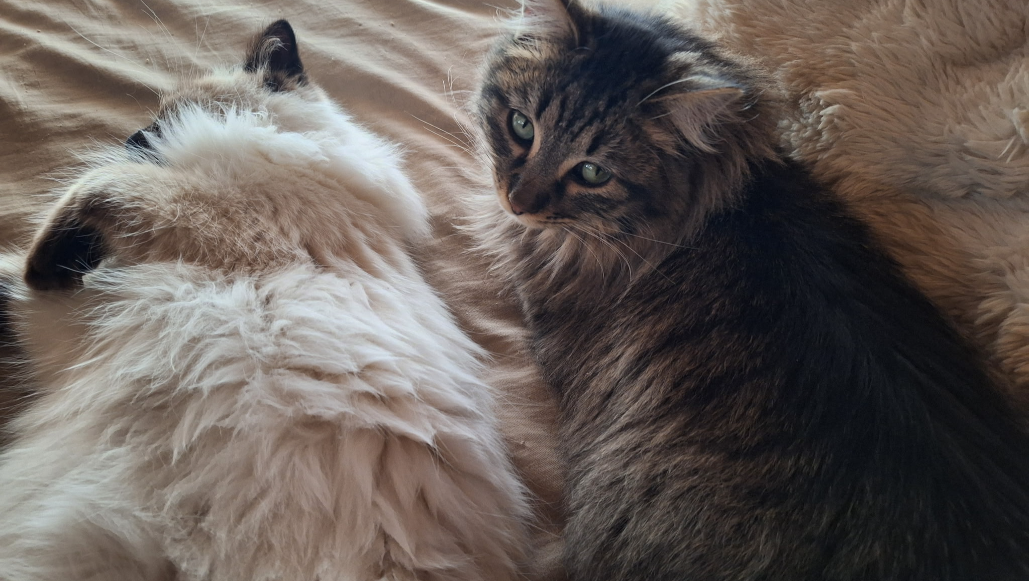 Help Victor Save His Home and Cats photo