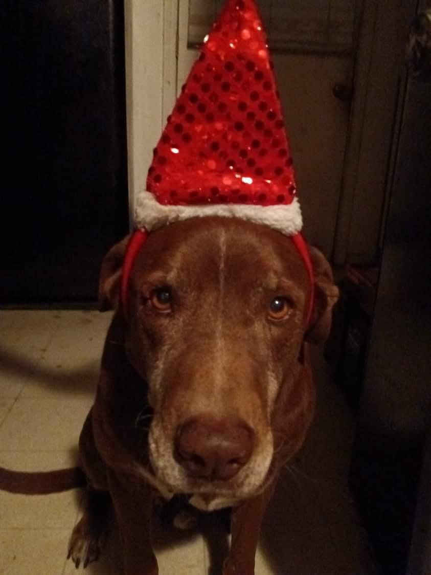 Brownie’s treatment campaign photo, 6 of 7
