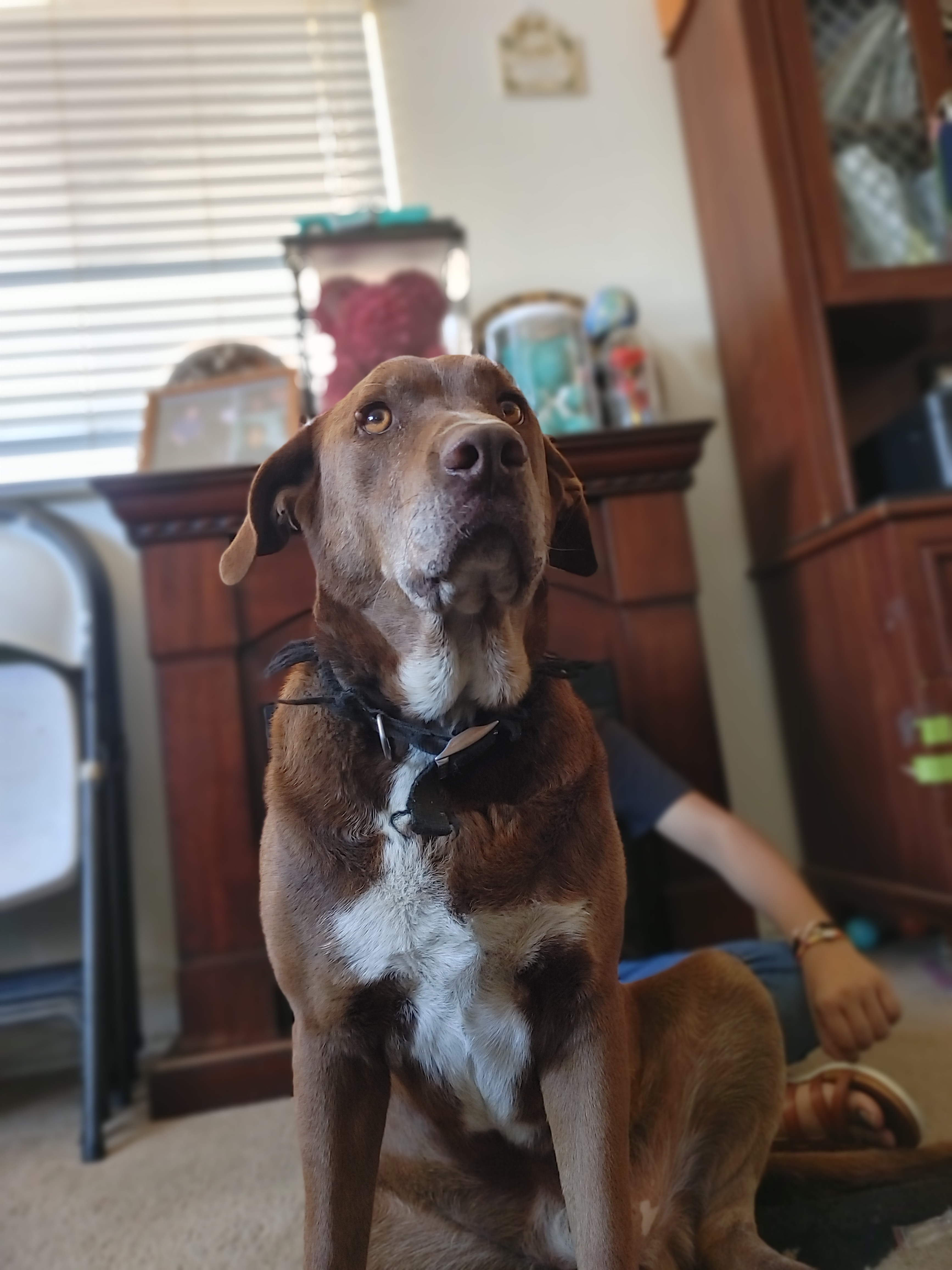 Brownie’s treatment campaign photo, 5 of 7