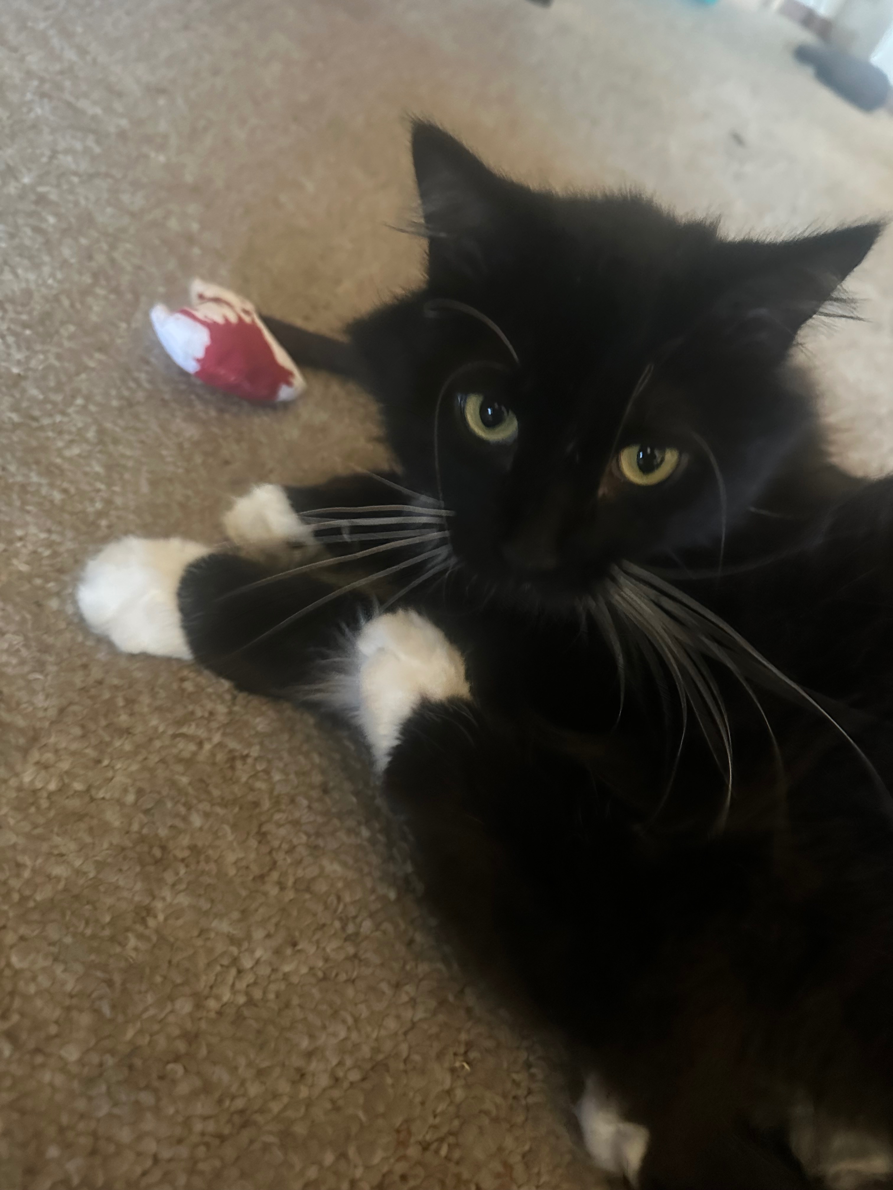 Support Gooby's Medical Journey campaign photo, 2 of 8