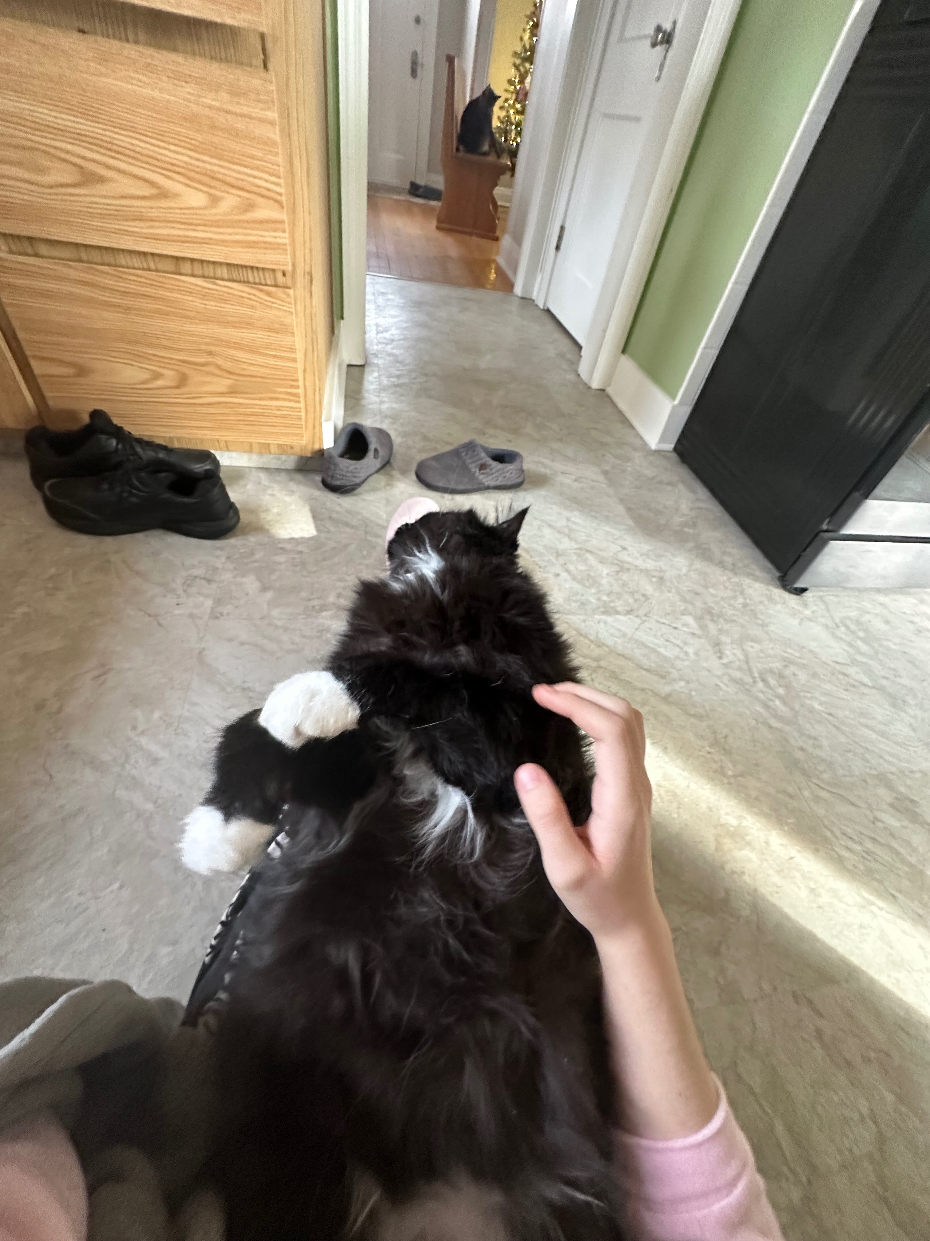 Support Gooby's Medical Journey campaign photo, 5 of 8