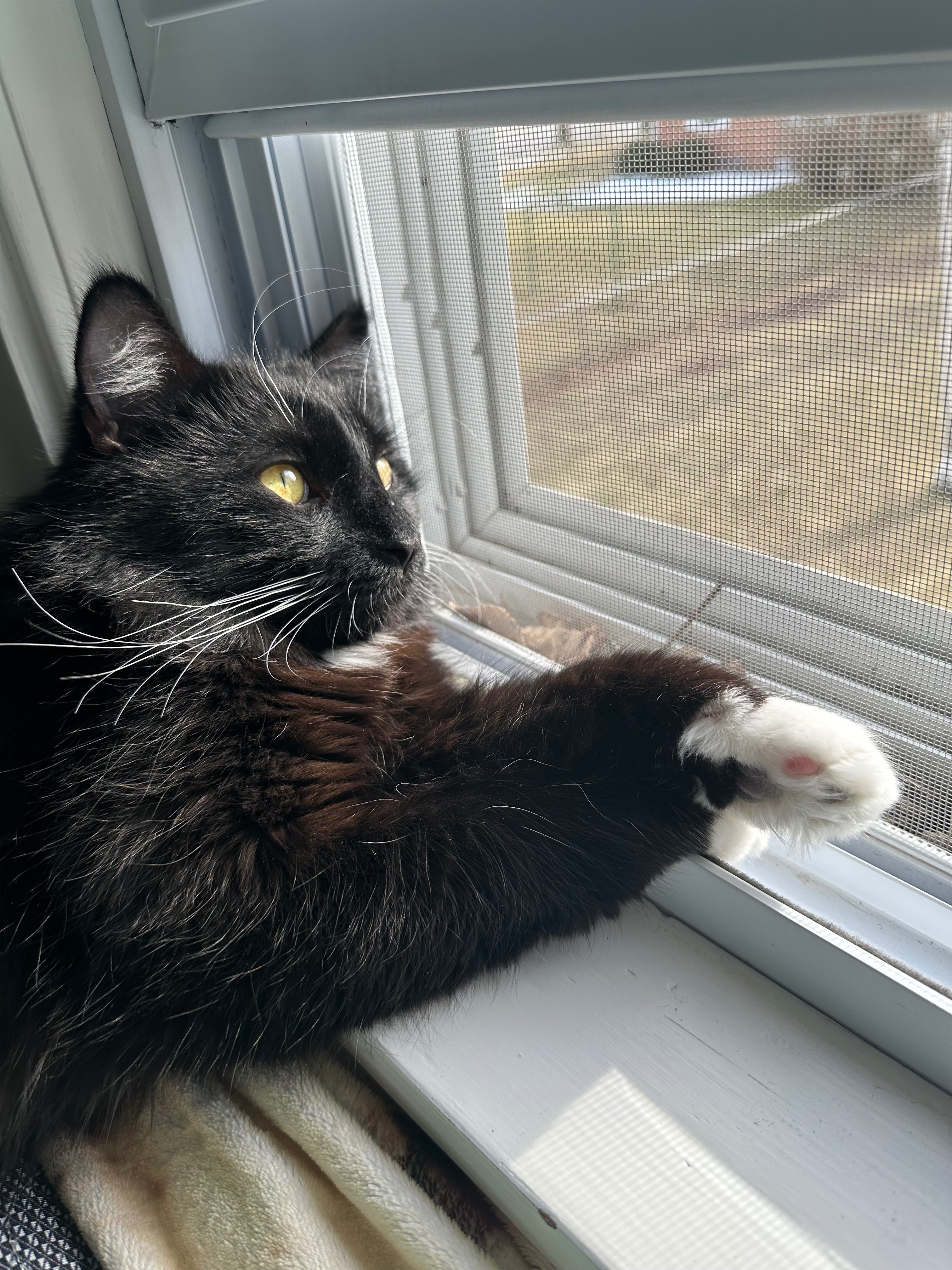 Support Gooby's Medical Journey campaign photo, 6 of 8