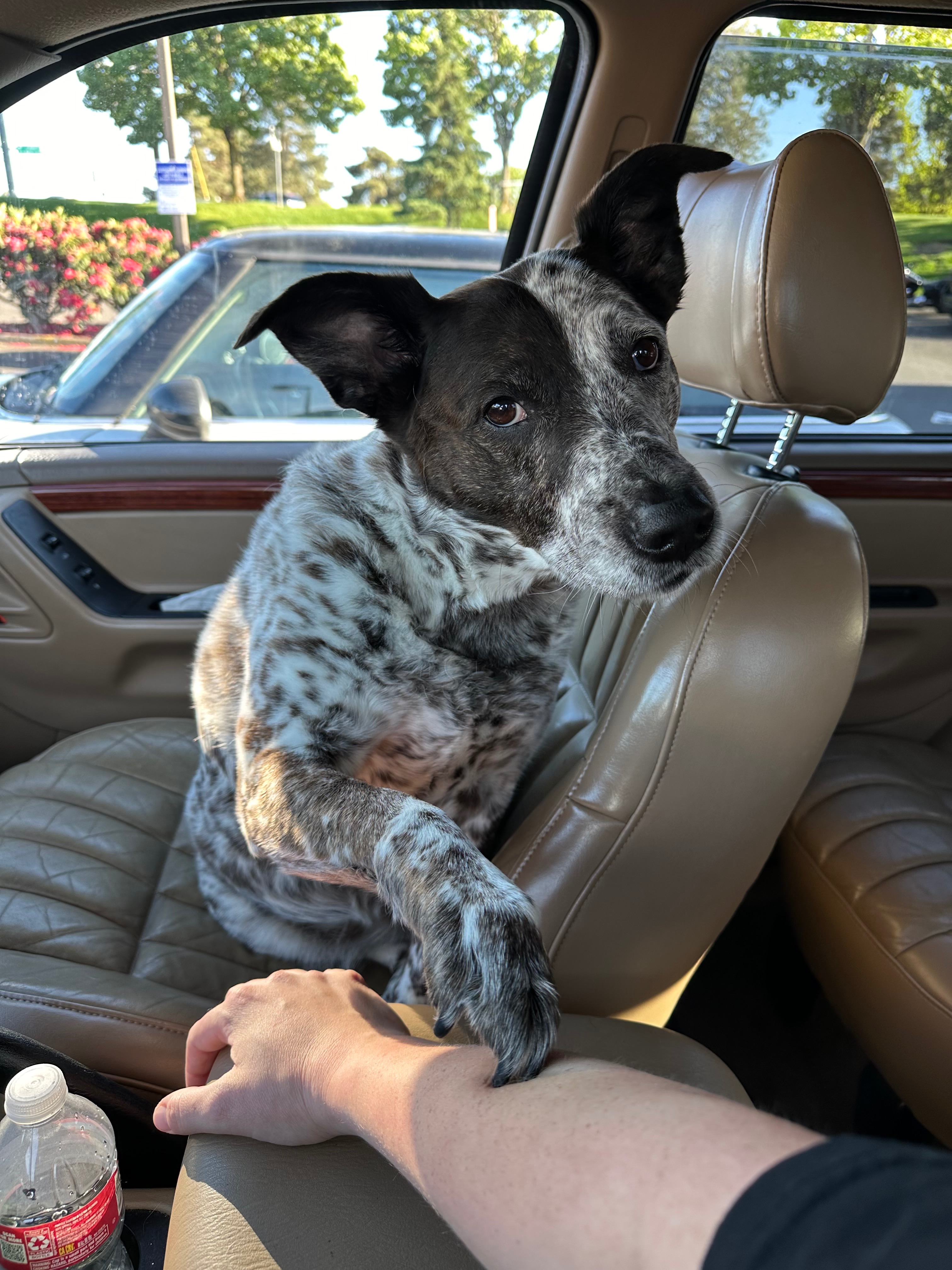 Help cover Dal’s final vet and memorial expenses campaign photo, 2 of 8